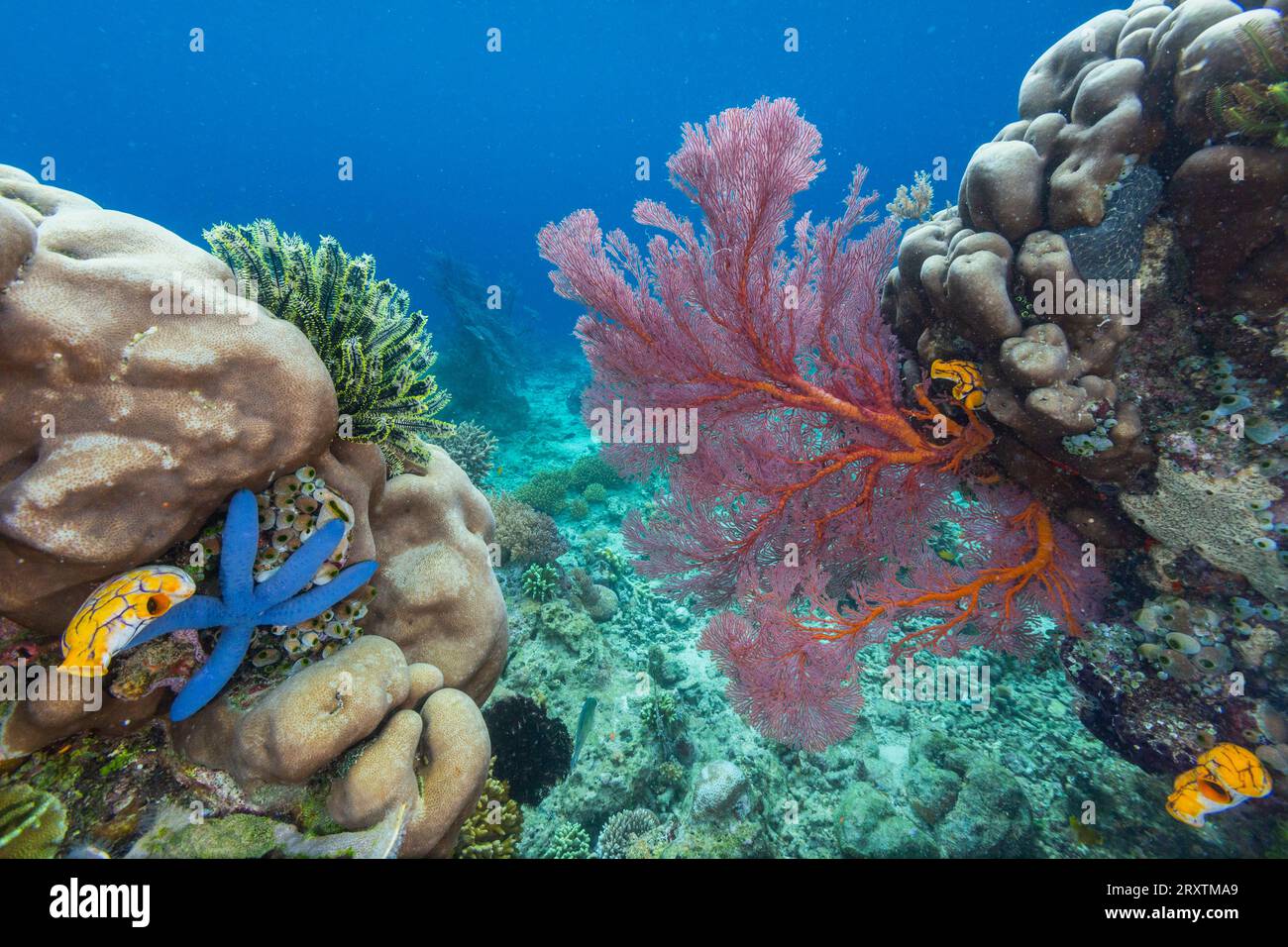 Étoiles de mer, tuniciers, et ventilateurs de mer, sur Freewin Wall, près de Waigeo Island, Raja Ampat, Indonésie, Asie du Sud-est, Asie Banque D'Images