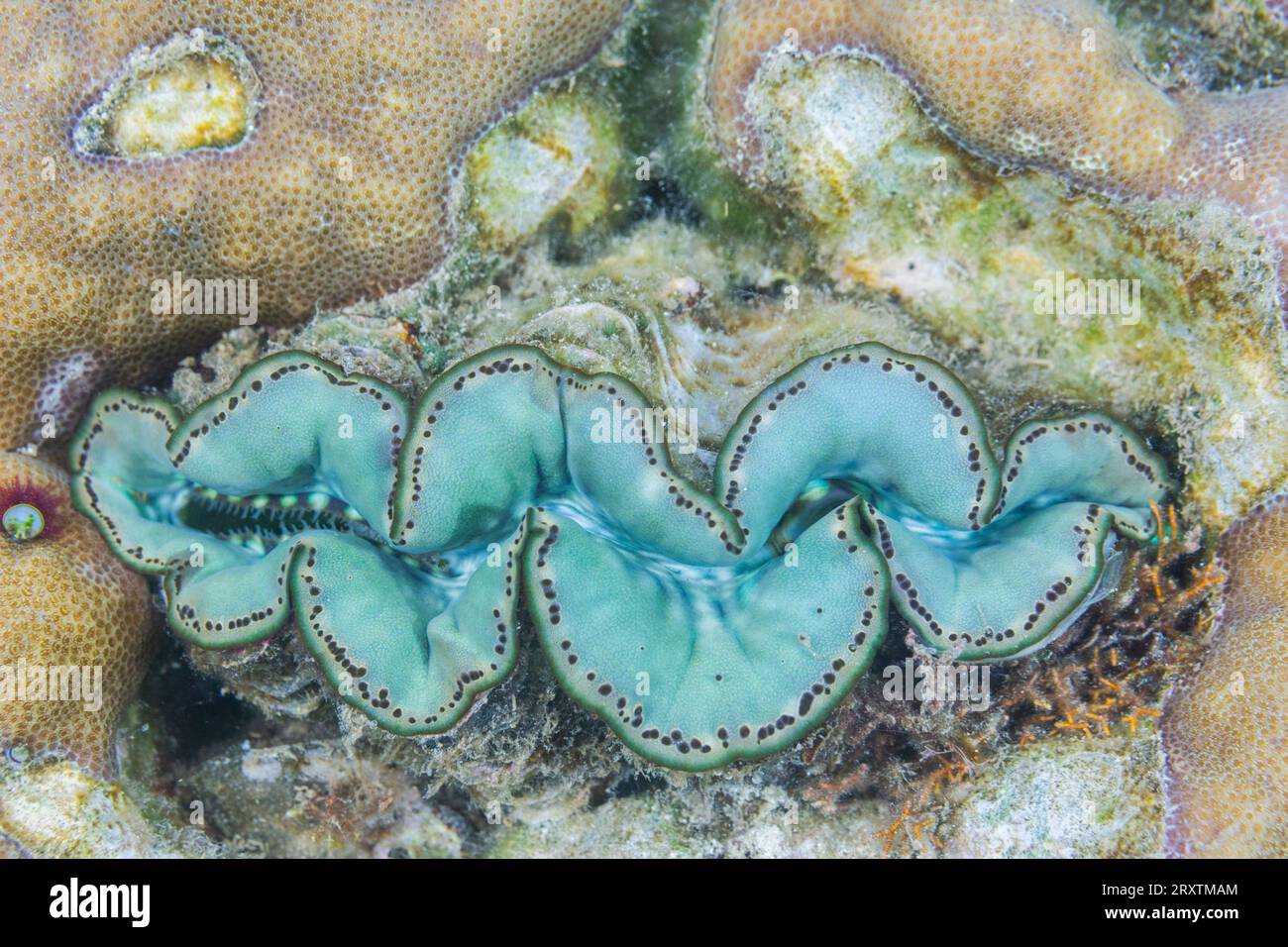 Palourdes géantes Tridacna, genre Tridacna, dans les récifs peu profonds au large de l'île Kawe, Raja Ampat, Indonésie, Asie du Sud-est, Asie Banque D'Images