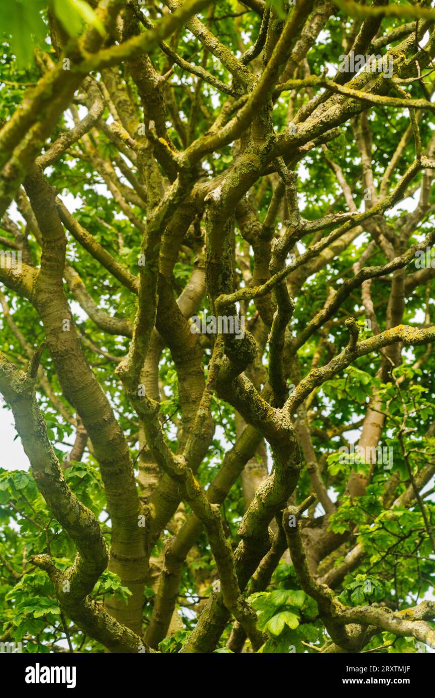 Les branches tordues d'un vieil arbre Banque D'Images