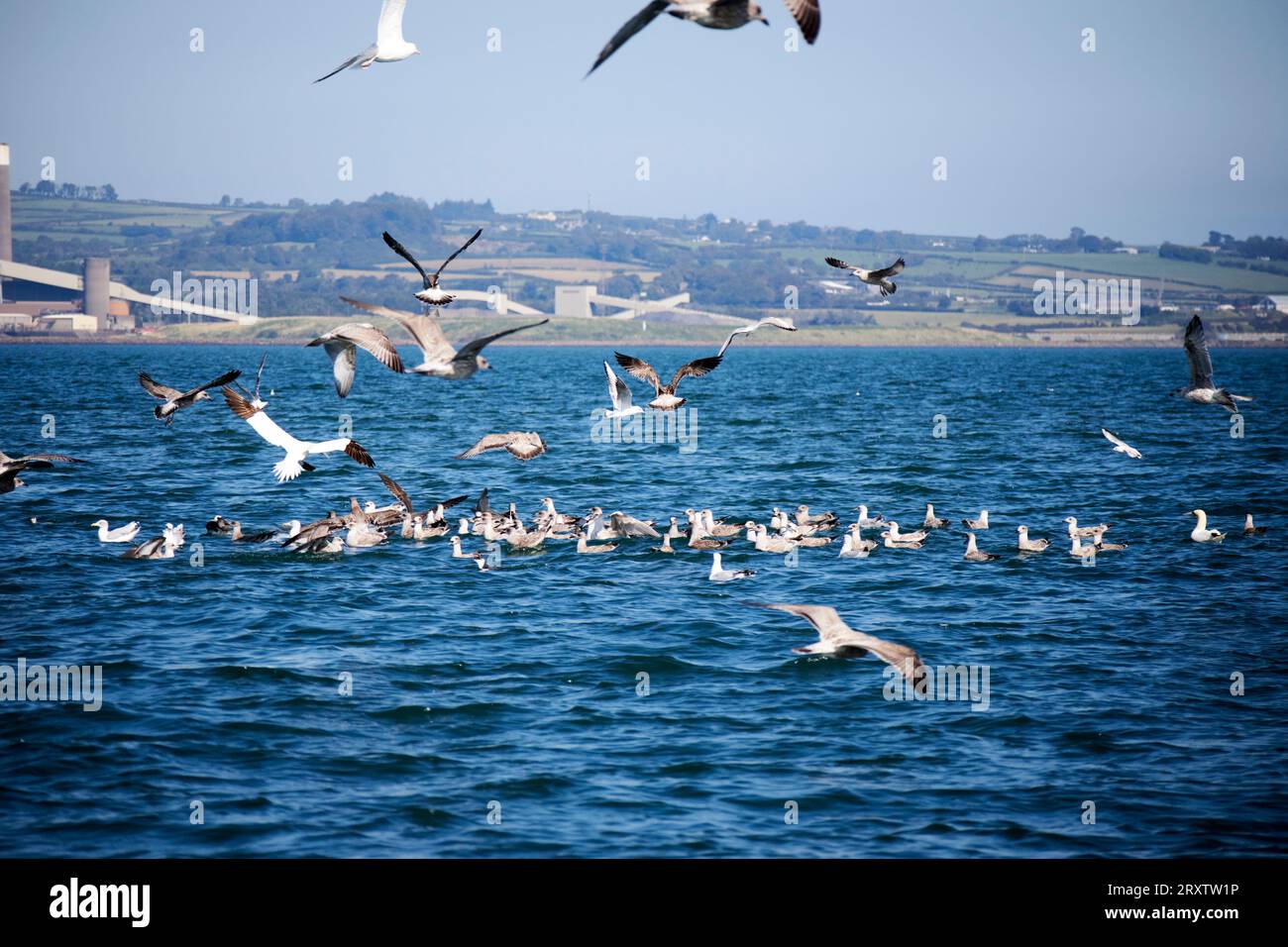 un troupeau d'oiseaux marins entoure un banc de poissons appâts à la surface de belfast lough, irlande du nord, royaume-uni de grands troupeaux d'oiseaux à la surface indiquent th Banque D'Images