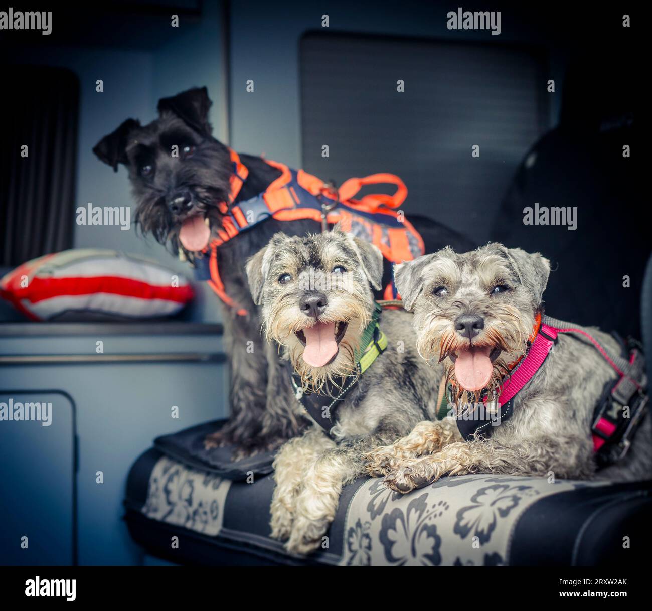 Trois petits chiens assis à l'arrière d'un camping-car Banque D'Images