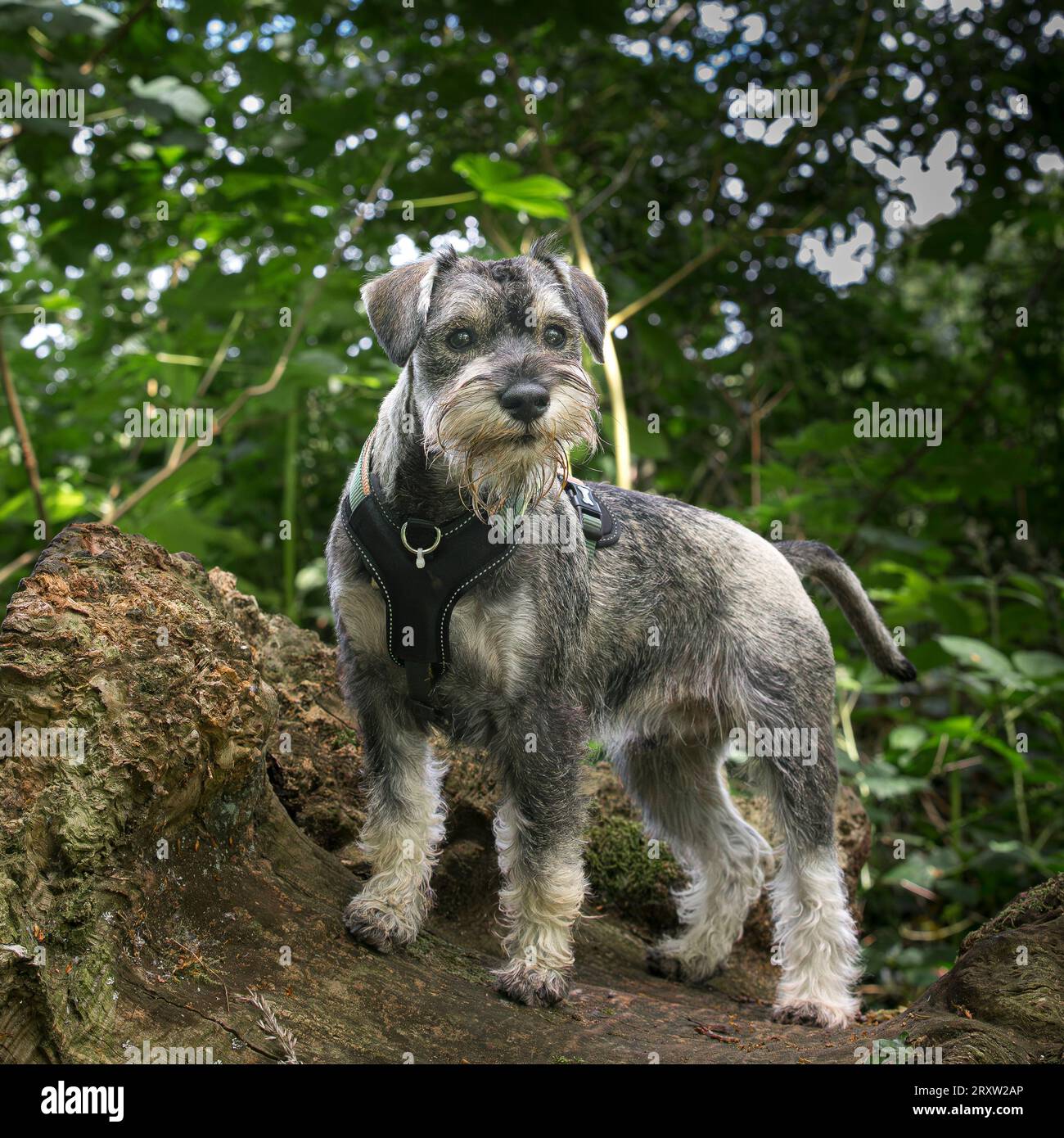 Gros plan d'un chien schnauzer miniature mignon posant pour sa photo à prendre debout isolé à l'extérieur sur une grande bûche. Banque D'Images