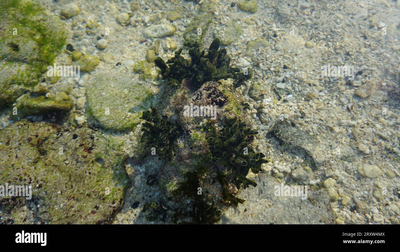 Bali Paysage Indonésie Banque D'Images