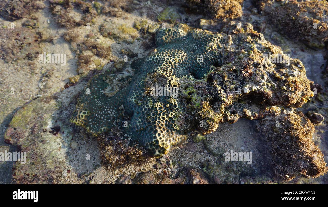 Bali Paysage Indonésie Banque D'Images