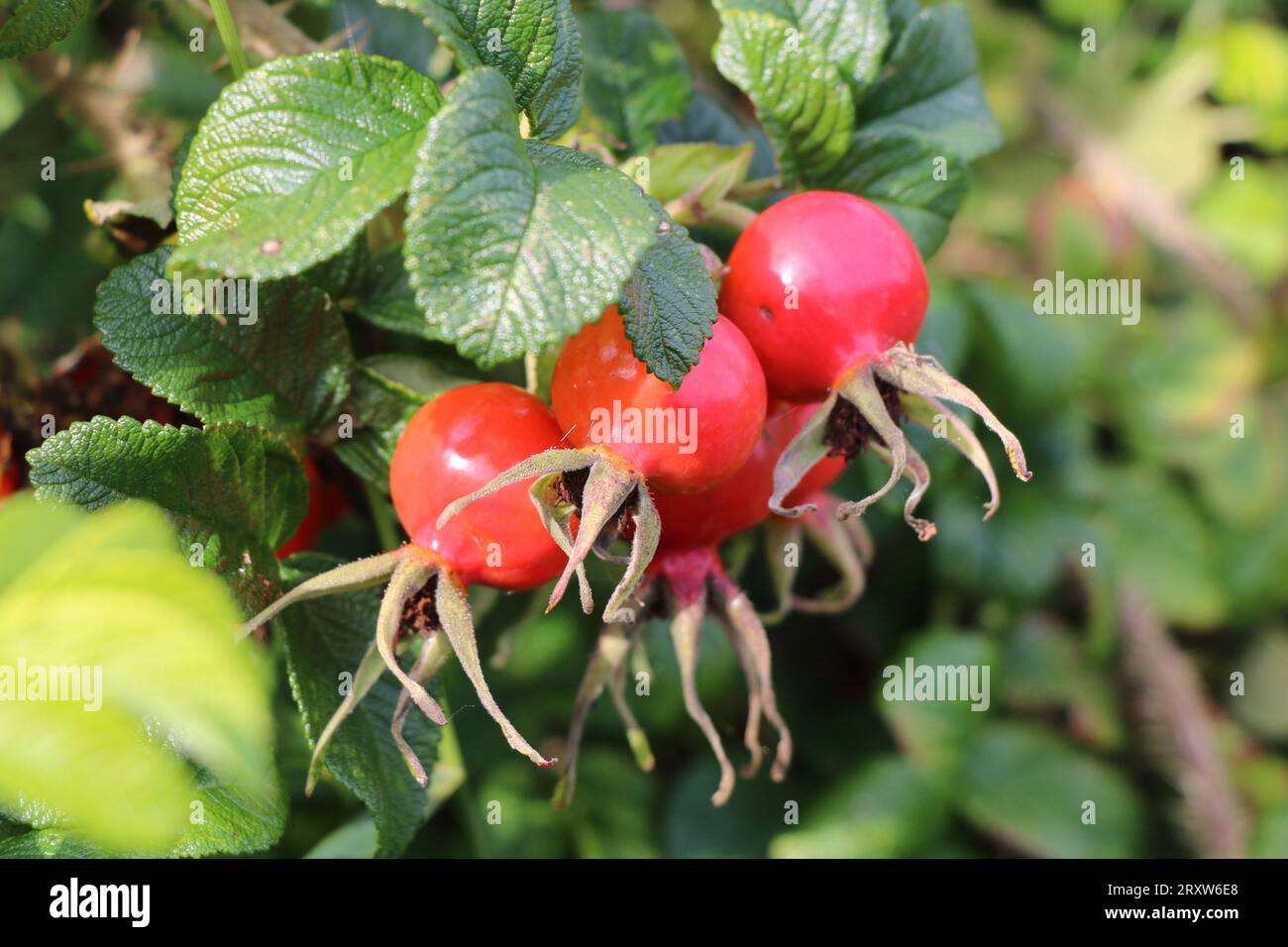 Rose des hanches ou rose des hanches poussant dans la nature Banque D'Images