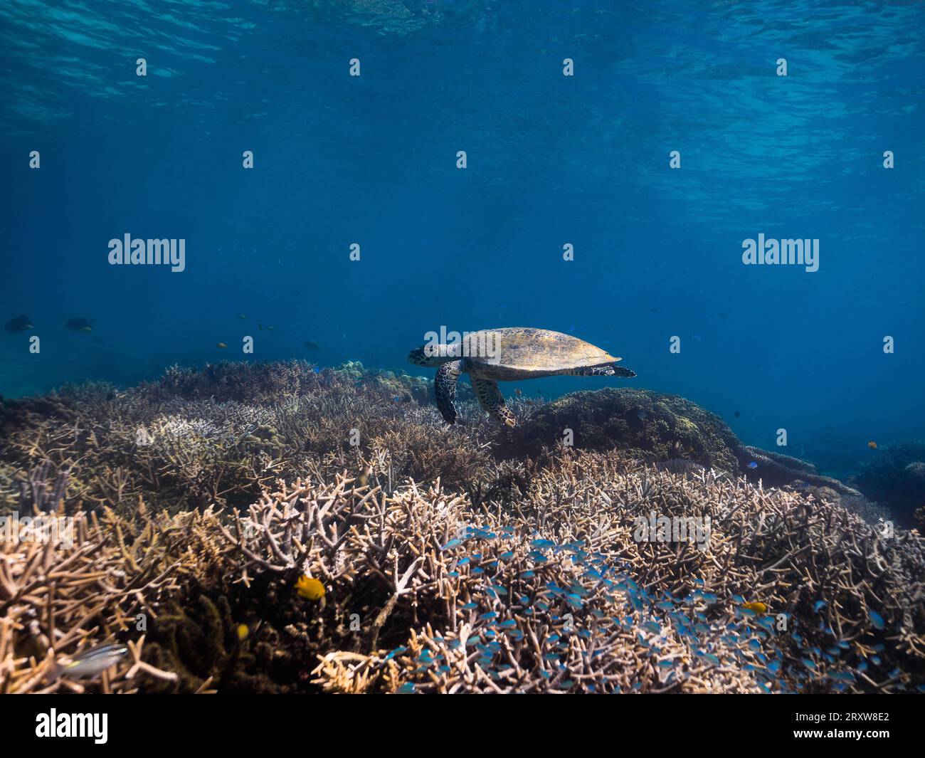 Hawksbill Sea Turtle glisse sous l'eau sur le récif de corail dans l'eau tropicale peu profonde Banque D'Images