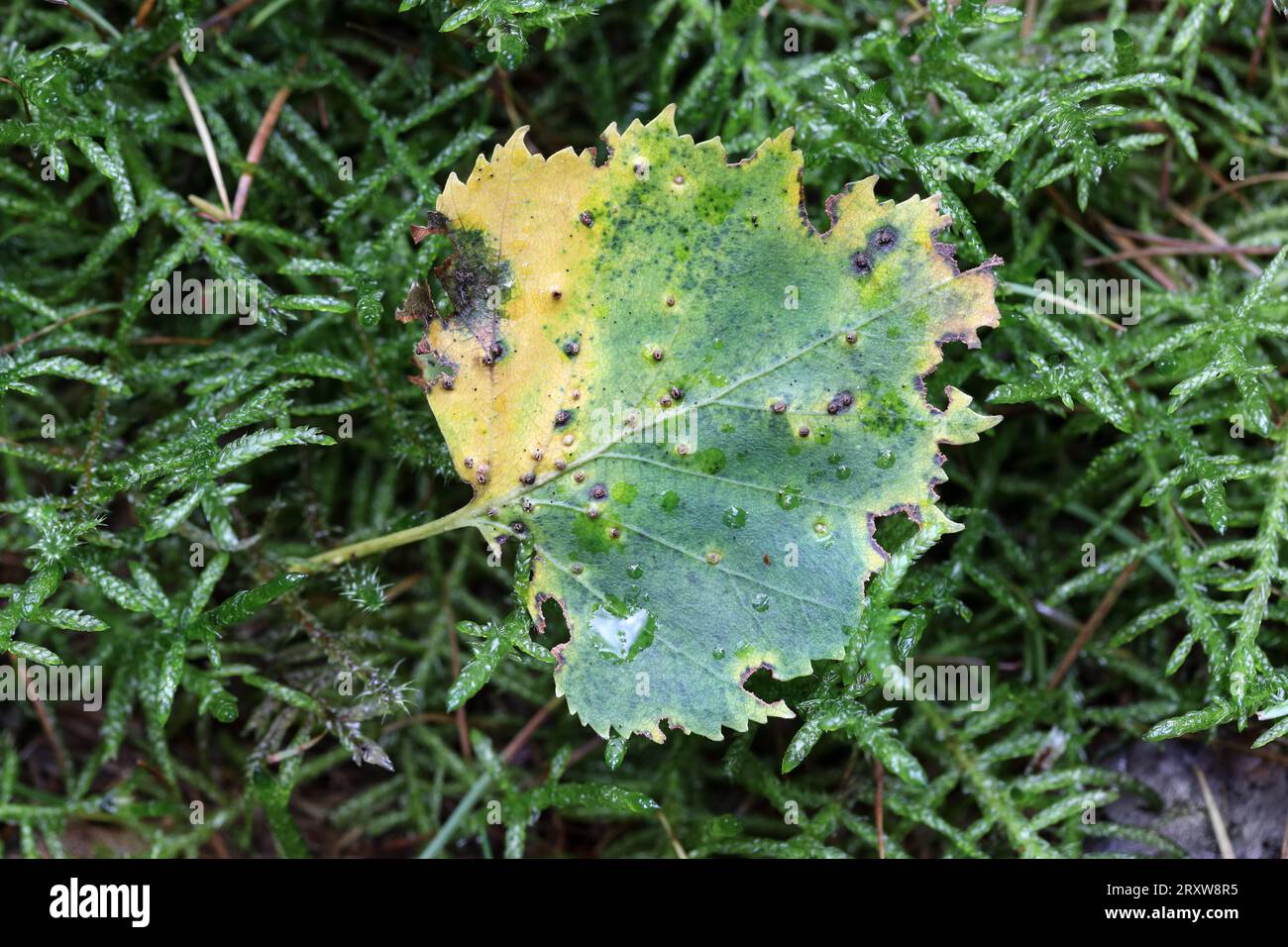Feuille d'arbre de bouleau argenté (Betula pendula) en automne avec des trous où des insectes tels que des guêpes galloises ont éclos avec des dommages de chenilles, Teesda Banque D'Images