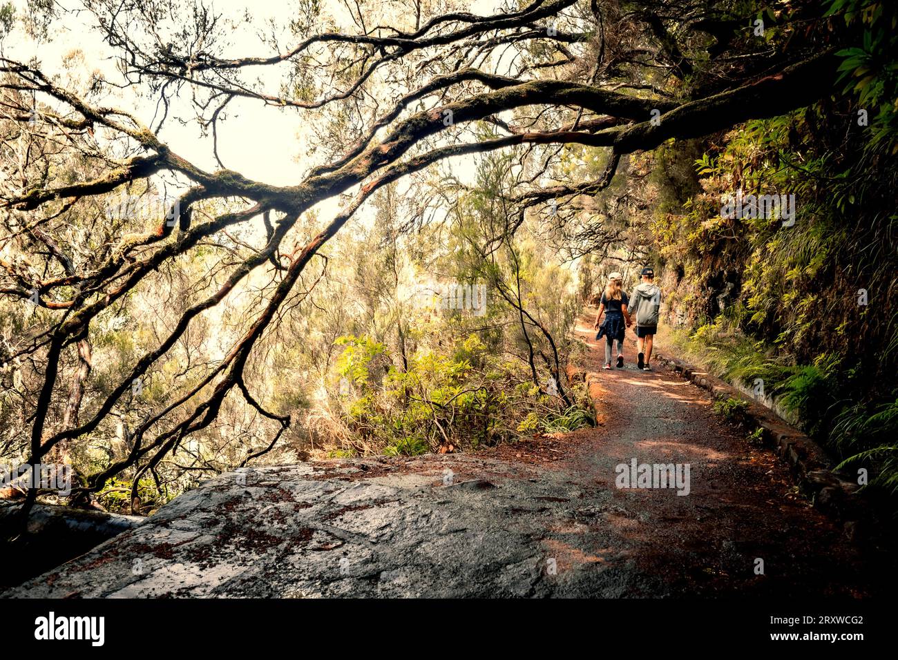 Vue panoramique de deux jeunes enfants, frères et sœurs, marchant main dans la main sous un grand arbre en surplomb, sentier de randonnée Levada das 25 Fontes, Madère, Portugal Banque D'Images
