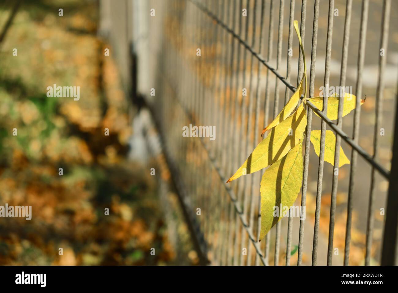 feuille jaune dans la grille de clôture sur un fond vert Banque D'Images