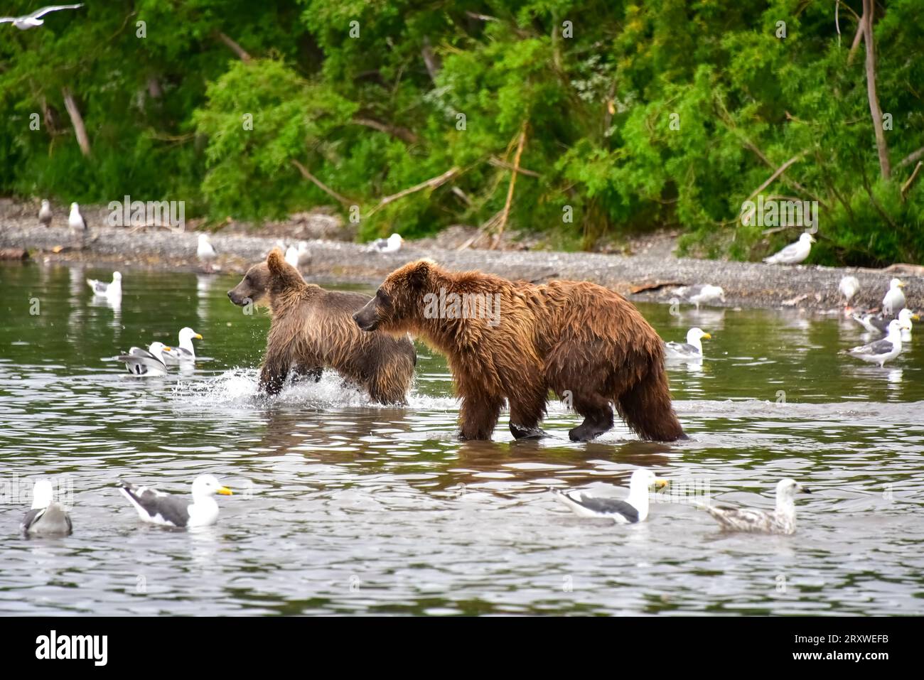 Grizzli faisant la farce sur le saumon dans le lac Kurile, Kamtchatka, Russie Banque D'Images