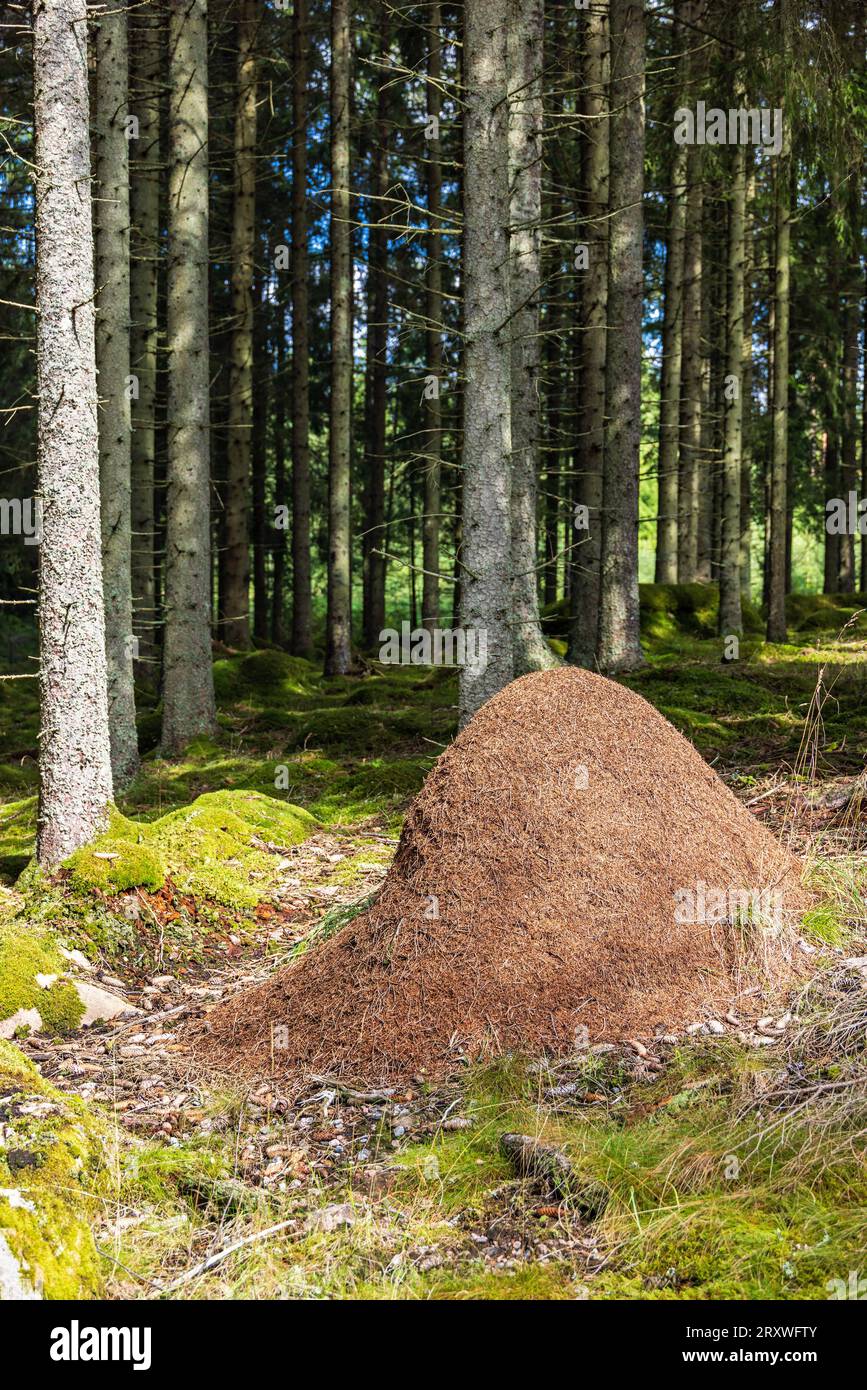 Fourmilière dans une forêt d'épicéas Banque D'Images