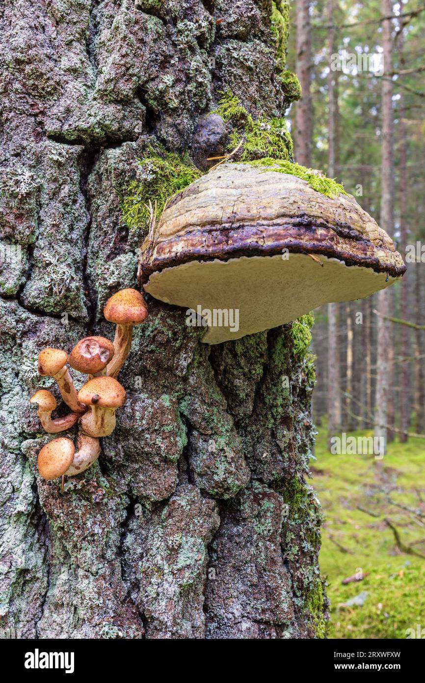 Champignon de miel et un cône sur un tronc d'arbre dans la forêt Banque D'Images