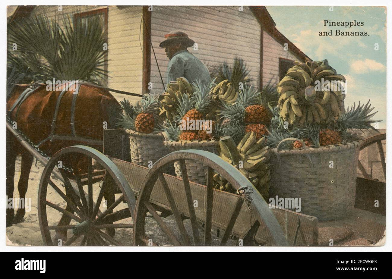 Carte postale d'une photographie teintée en noir et blanc d'un chariot transportant des bananes et des ananas. Le chariot est orienté en diagonale à l'opposé de la visionneuse, l'arrière étant le plus proche de l'appareil photo. Sur le côté droit de l'image se trouve le quartier arrière d'un cheval. Le chariot est conduit par un homme, assis à l'avant. Il tient un fouet en altitude. Derrière le chariot se trouve une maison. Dans le coin supérieur droit est imprimé le texte noir « ananas/and bananas ». Le dos de la carte postale est divisé en deux sections. Sur la moitié gauche du dos se trouve un texte écrit à la main à l'encre noire 'Don't Forget / The place / Bradentown / Fla.' Sur la droite hal Banque D'Images