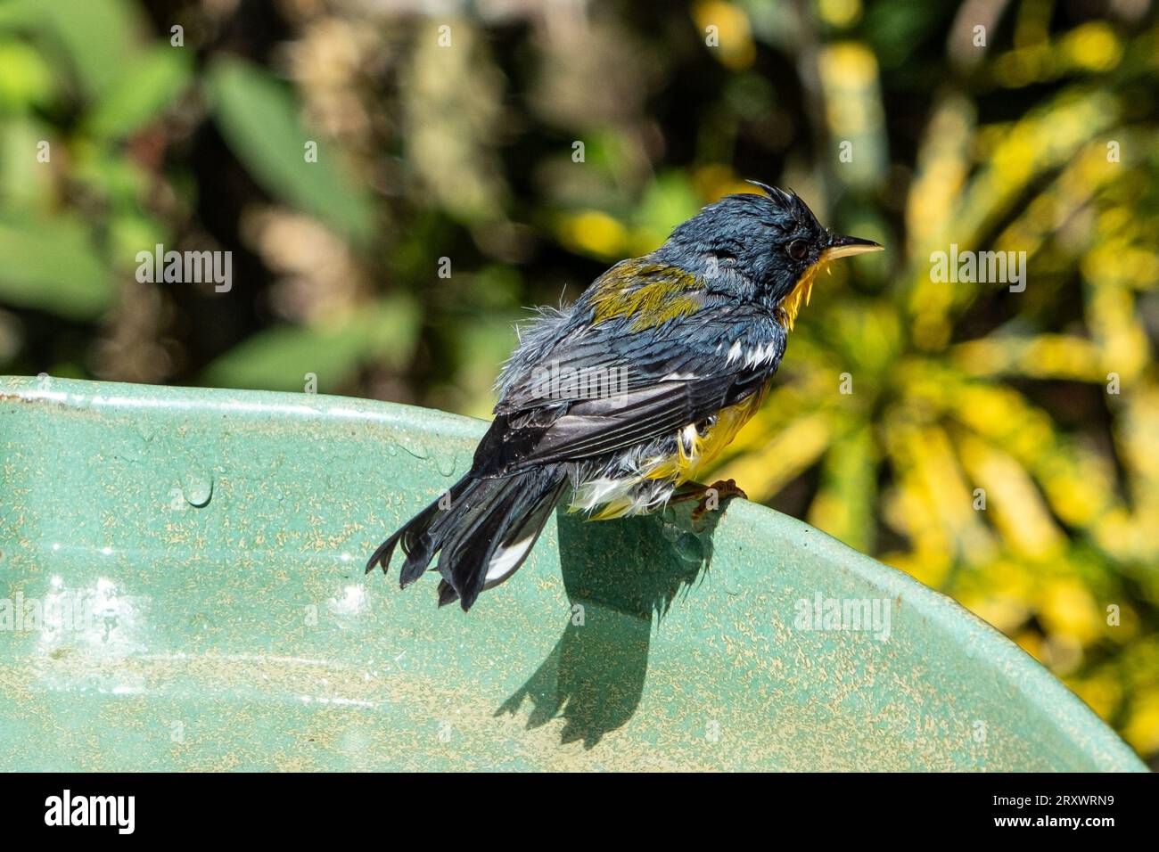 Le Parula tropical (Setophaga pitiayumi) est un petit verrulaire du Nouveau monde. C'est un petit oiseau de passereau. Banque D'Images