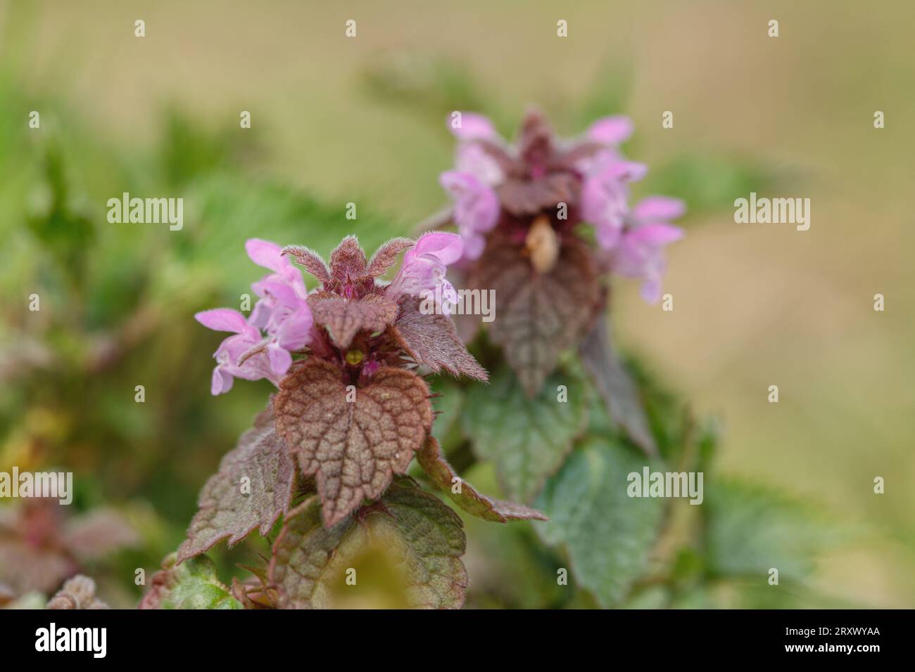 L'ortie morte rouge en fleurs (Lamium purpureum). Banque D'Images