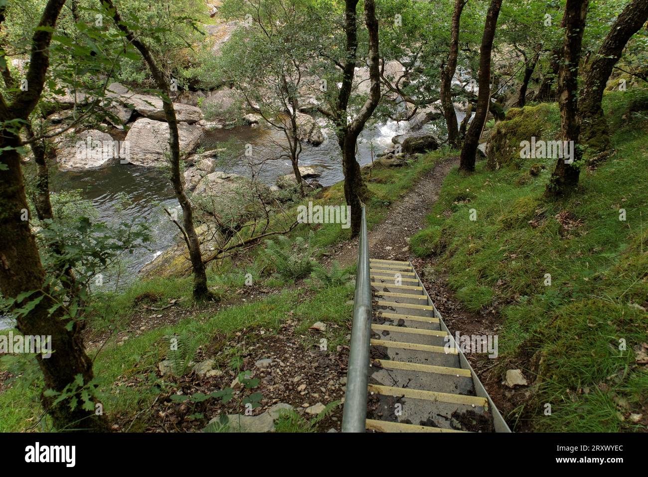 RSPB Reserve Gwenffrwd-dinas, Ystradffin, Llandovery, Carmarthenshire, pays de Galles, Royaume-Uni - étapes sur le sentier de la nature menant sur le sentier pédestre de la rivière Towy Banque D'Images