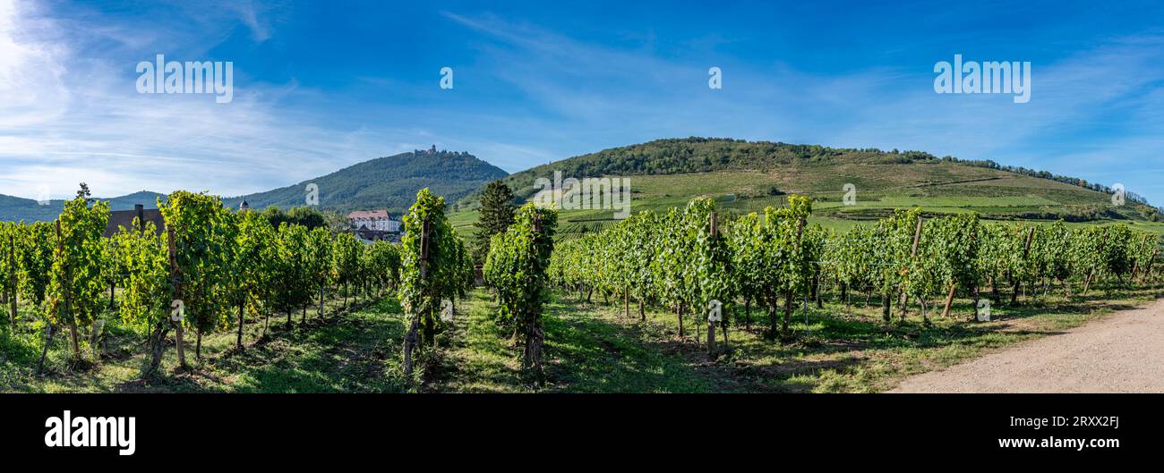 Vignoble alsacien. Vue panoramique sur le château du Haut-Koenigsbourg, les forêts et les champs viticoles tout autour et le village de Saint-Hypolyte Banque D'Images