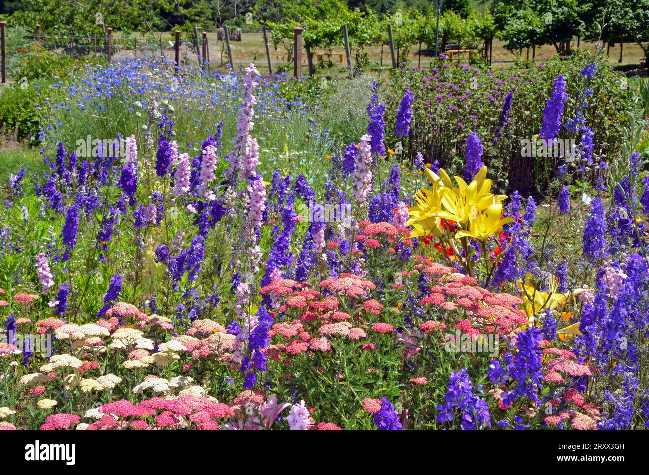 Jardin coloré de fleurs de delphinium et de lys d'été Banque D'Images