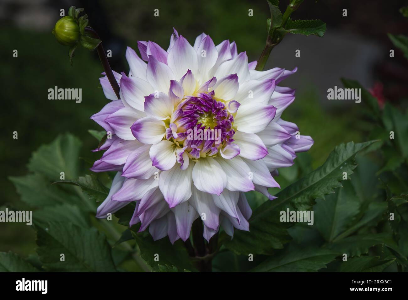 Un dahlia blanc avec des bouquets pourris sur la plante, fleur unique. Banque D'Images