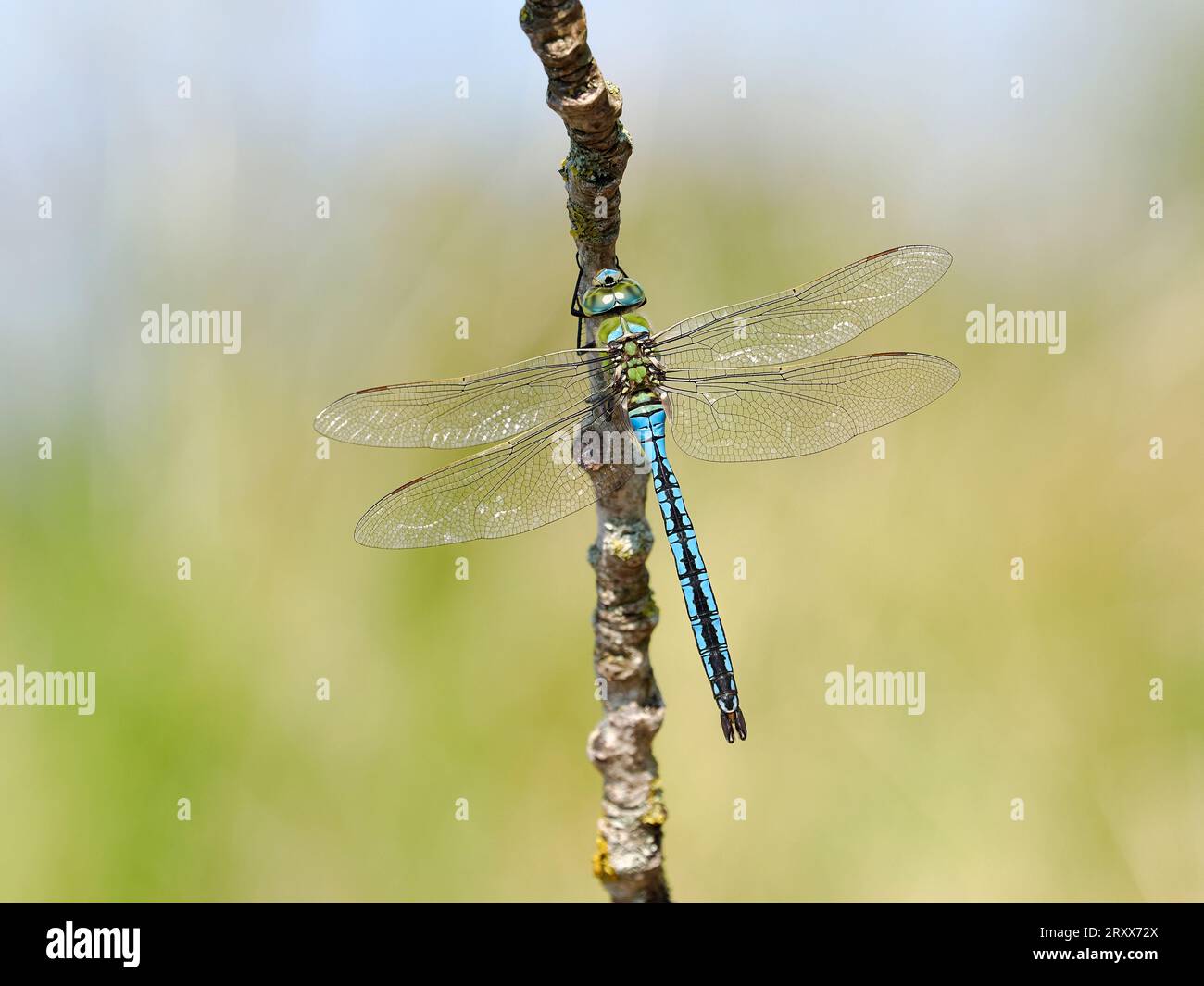 Mâle Emperor Dragonfly (Anax imperator) perché sur la brindille, Herefordshire, Angleterre, juin Banque D'Images