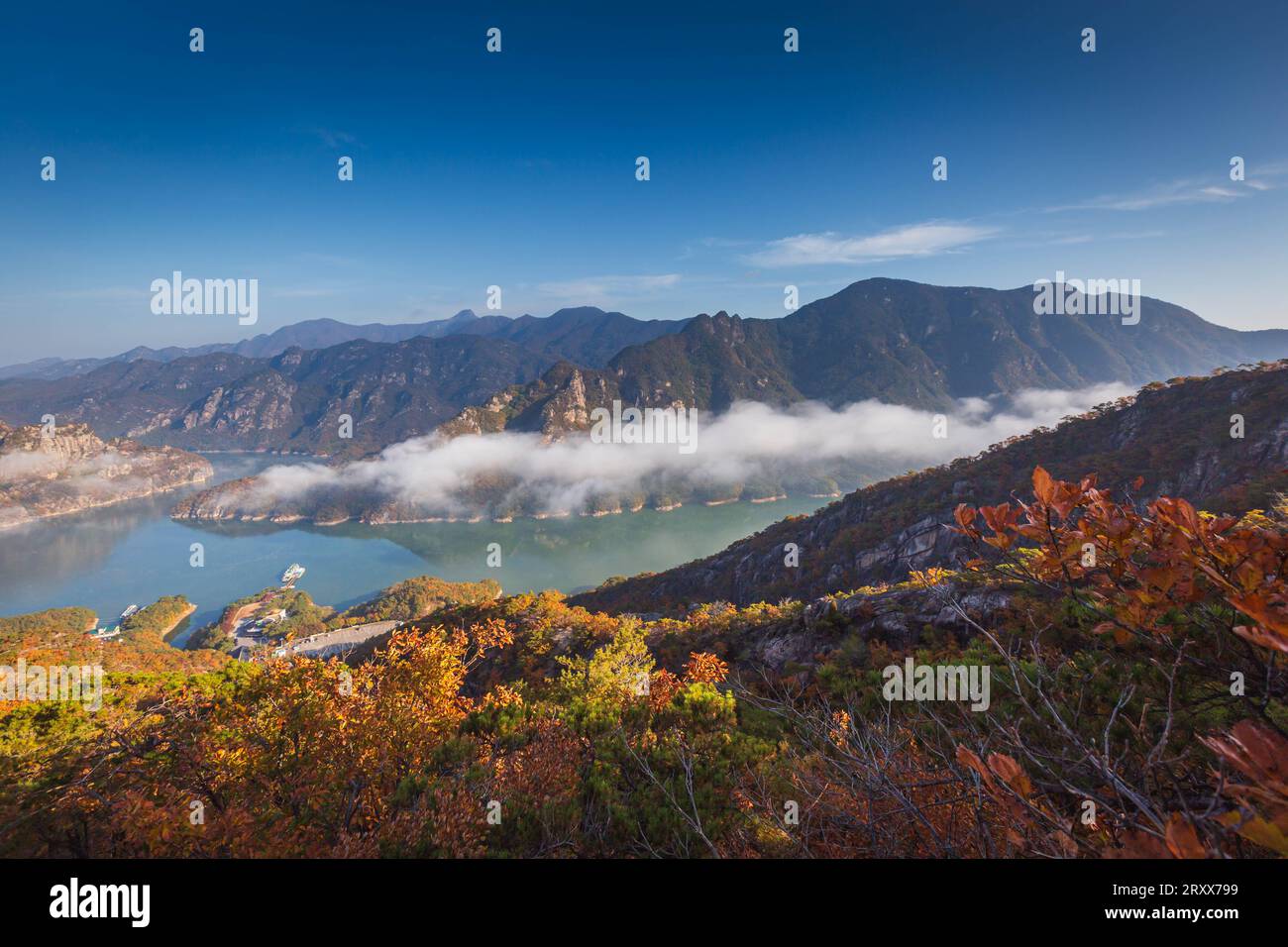 Automne en Corée, des pins s'élevant sur les rochers au sommet de Jebibong. Dans la matinée, une mer de brume coule à travers la rivière dans la vallée à l'automne de Banque D'Images