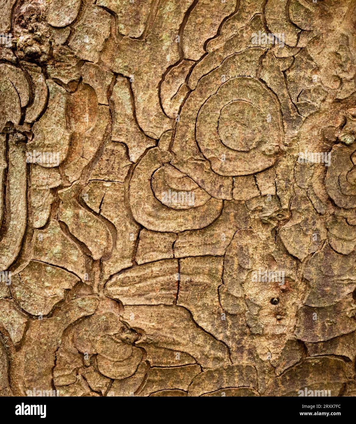 Écorce de Sycamore Acer pseudoplatanus affiche souvent des motifs concentriques en forme de répétition Le tronc principal - Somerset Royaume-Uni Banque D'Images