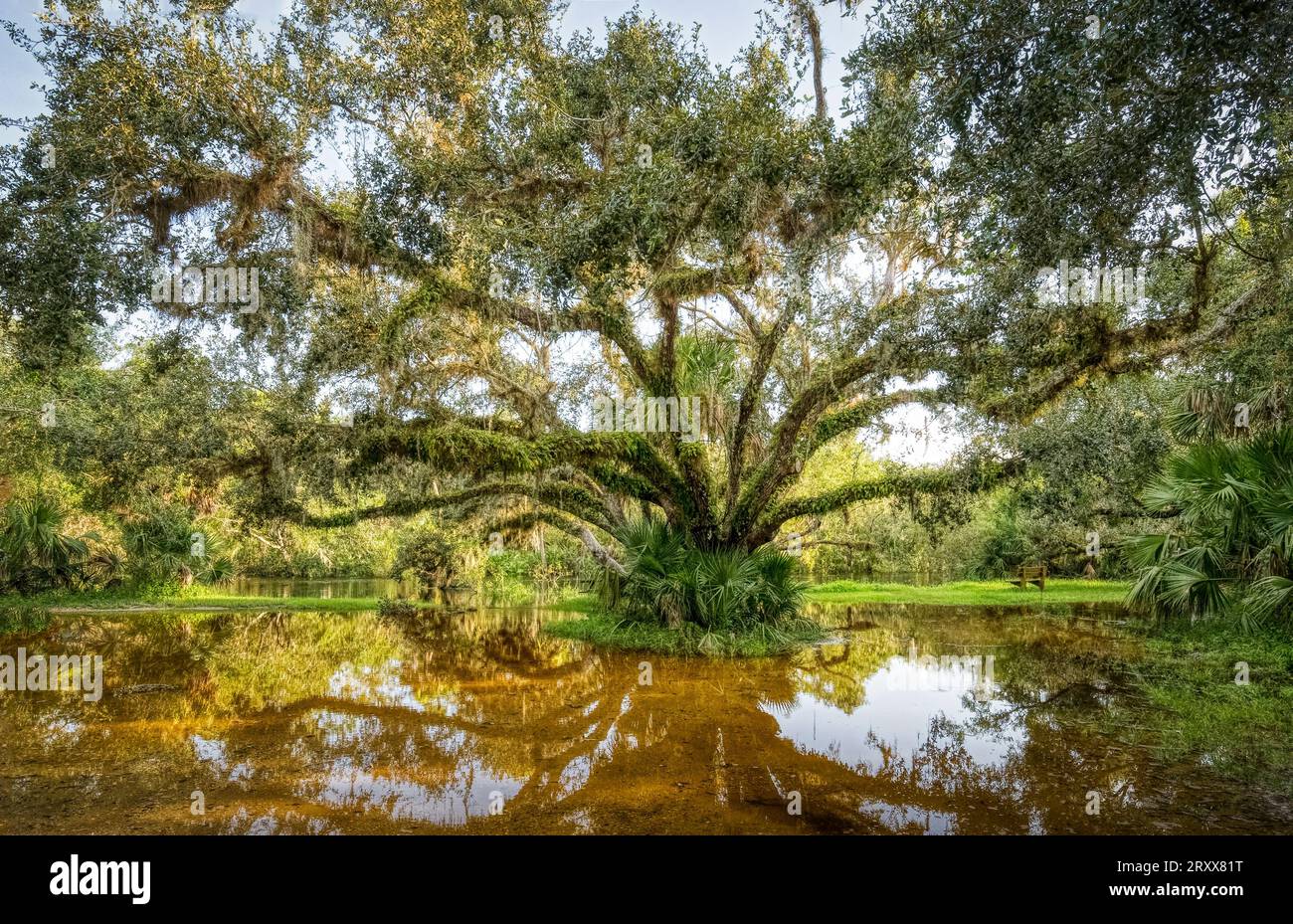 Grand vieil arbre avec des branches couvertes de fougères Myakka River State Park à Sarasota Florida USA Banque D'Images