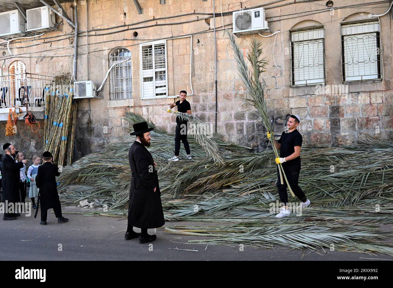 Un juif ultra-orthodoxe cherche des branches de palmier à utiliser pendant la fête juive de Soukcot, la fête des Tabernacles, à Mea Shearim à Jérusalem, le mercredi 27 septembre 2023. Les Juifs religieux construisent des huttes temporaires, ou sukkahs, pour commémorer les 40 ans que les Israélites ont erré dans le désert après leur exode d'Egypte. Photo de Debbie Hill/ UPI Banque D'Images
