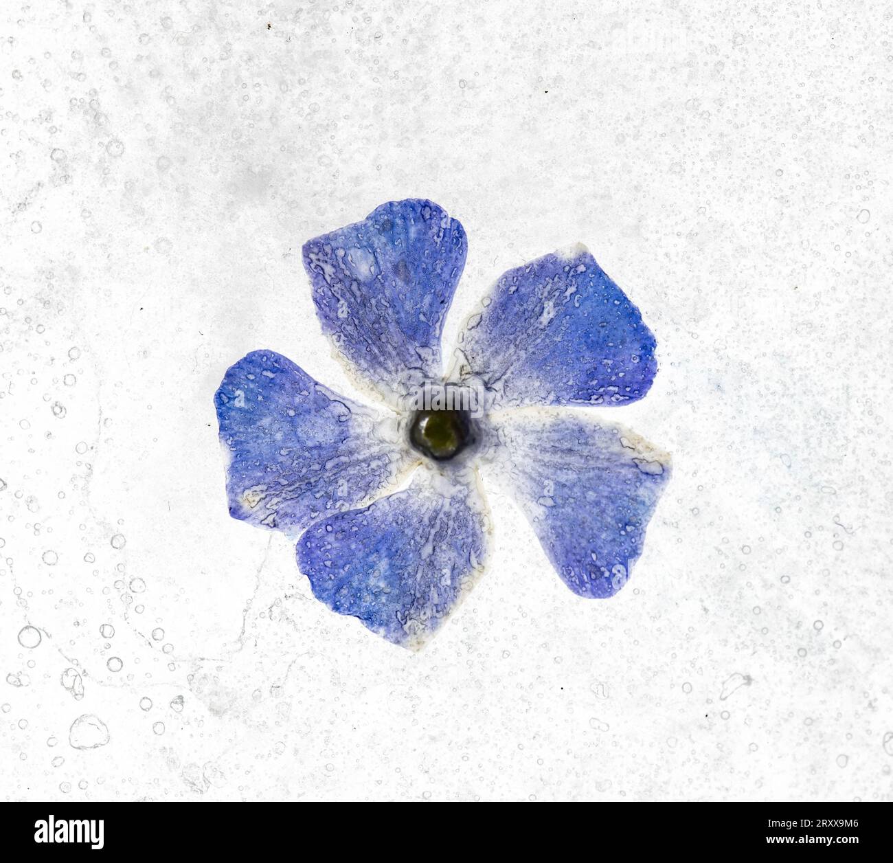 Greater Periwinkle : Vinca Major. Fleur dans la glace. Banque D'Images