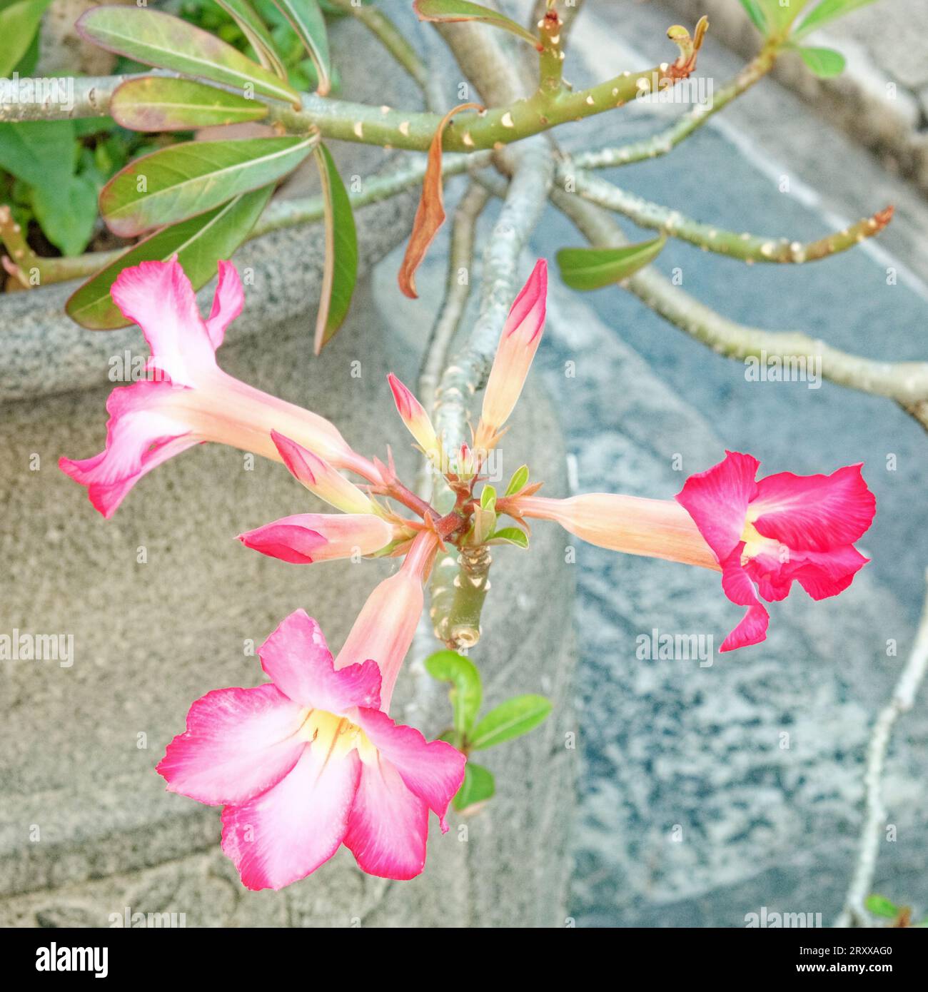 Une rose du désert rose et blanche (Adenium obesum) avec des feuilles vert brillant, poussant dans un pot en pierre grise. Banque D'Images