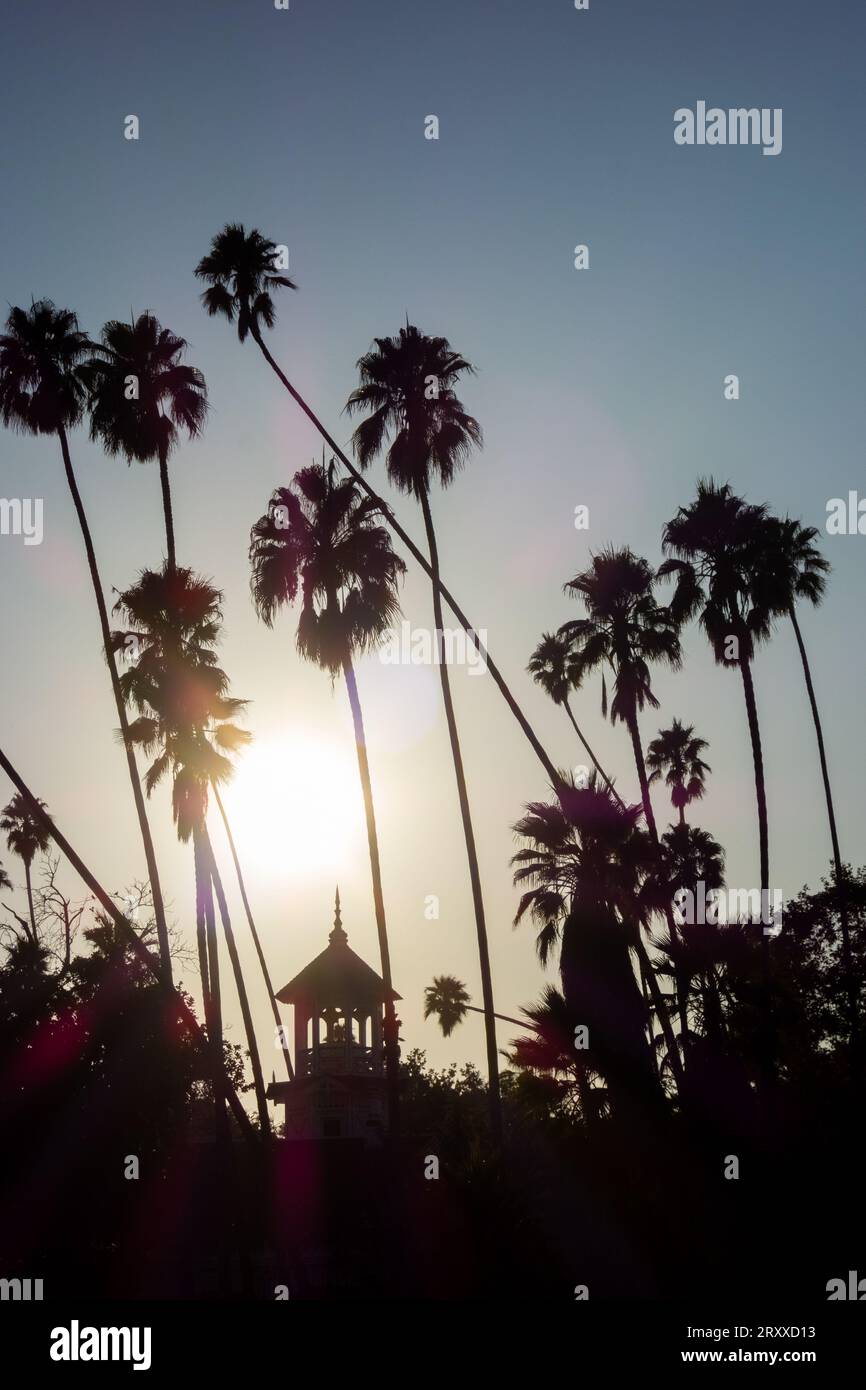 Palmiers tropicaux et autres plantes tropicales autour d'un étang artificiel à Los Angeles en Californie. Photos prises en été pendant l'heure d'or. Banque D'Images