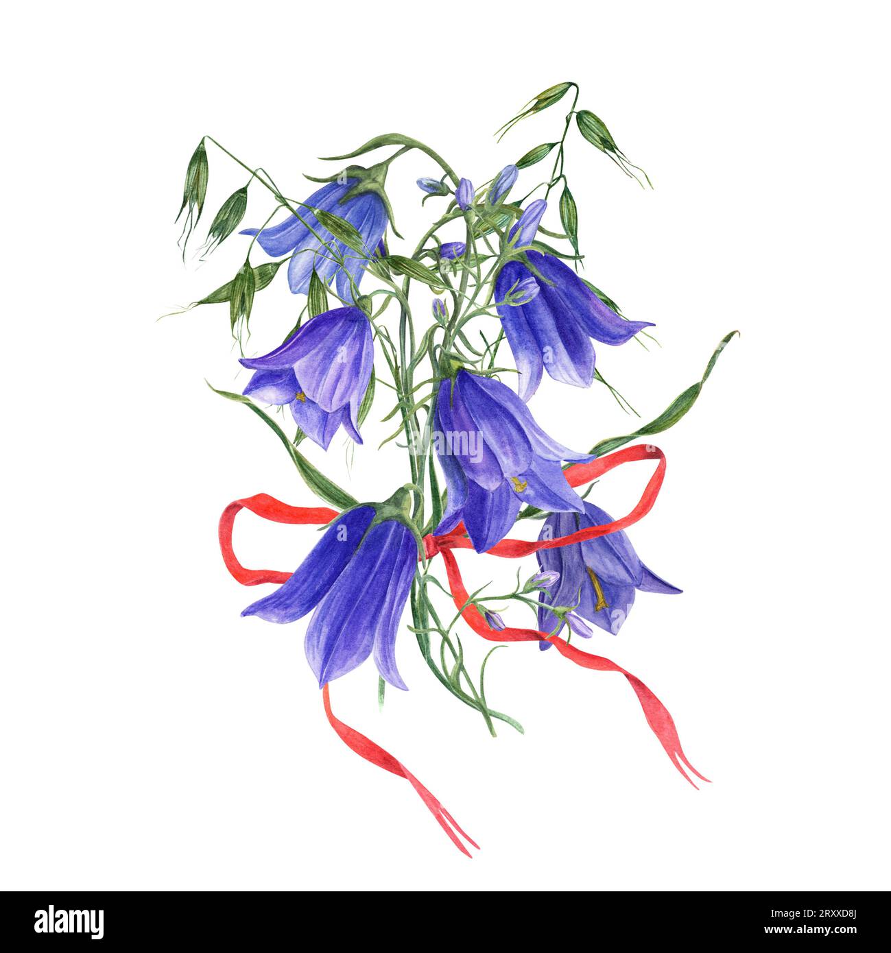 Bouquet de délicat lilas bleu campanula, avoine sauvage avec noeud rouge. Fleurs de cloches sauvages, harebells, ruban. Illustration à l'aquarelle de fleur de prairie. Banque D'Images