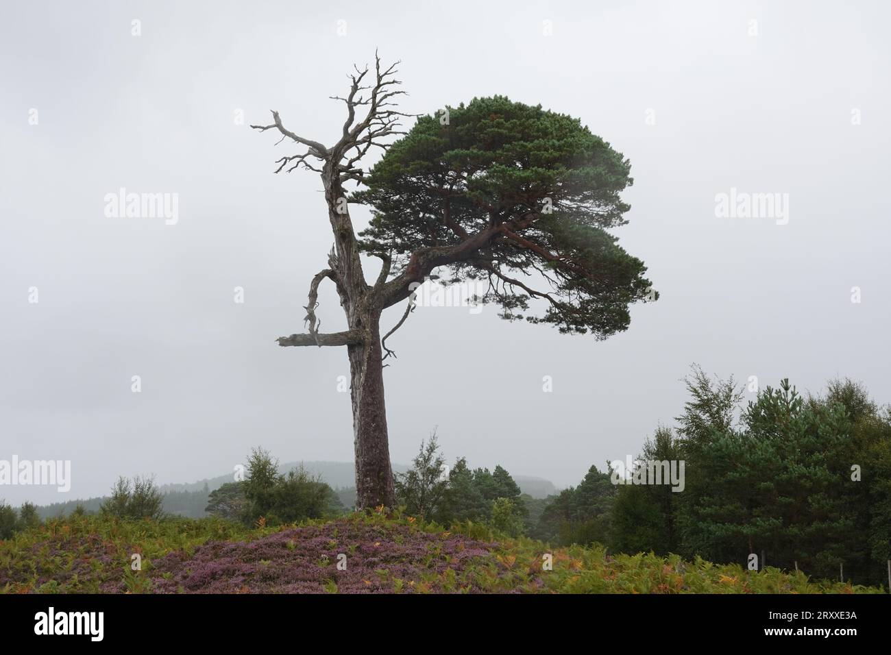 PIN mort, Pinus Sylvestri, Bois noir de Rannoch, vestige d'une ancienne forêt calédonienne, Loch Rannoch Scottish Highlands. Banque D'Images