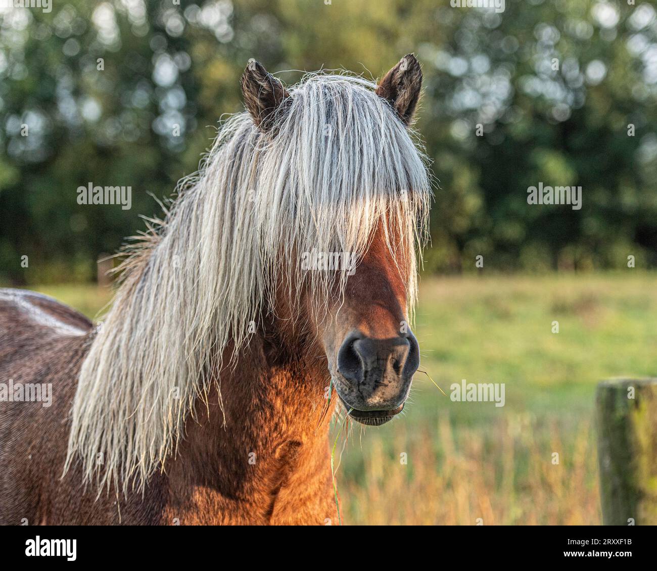 Icelandic Horse stallion Banque D'Images