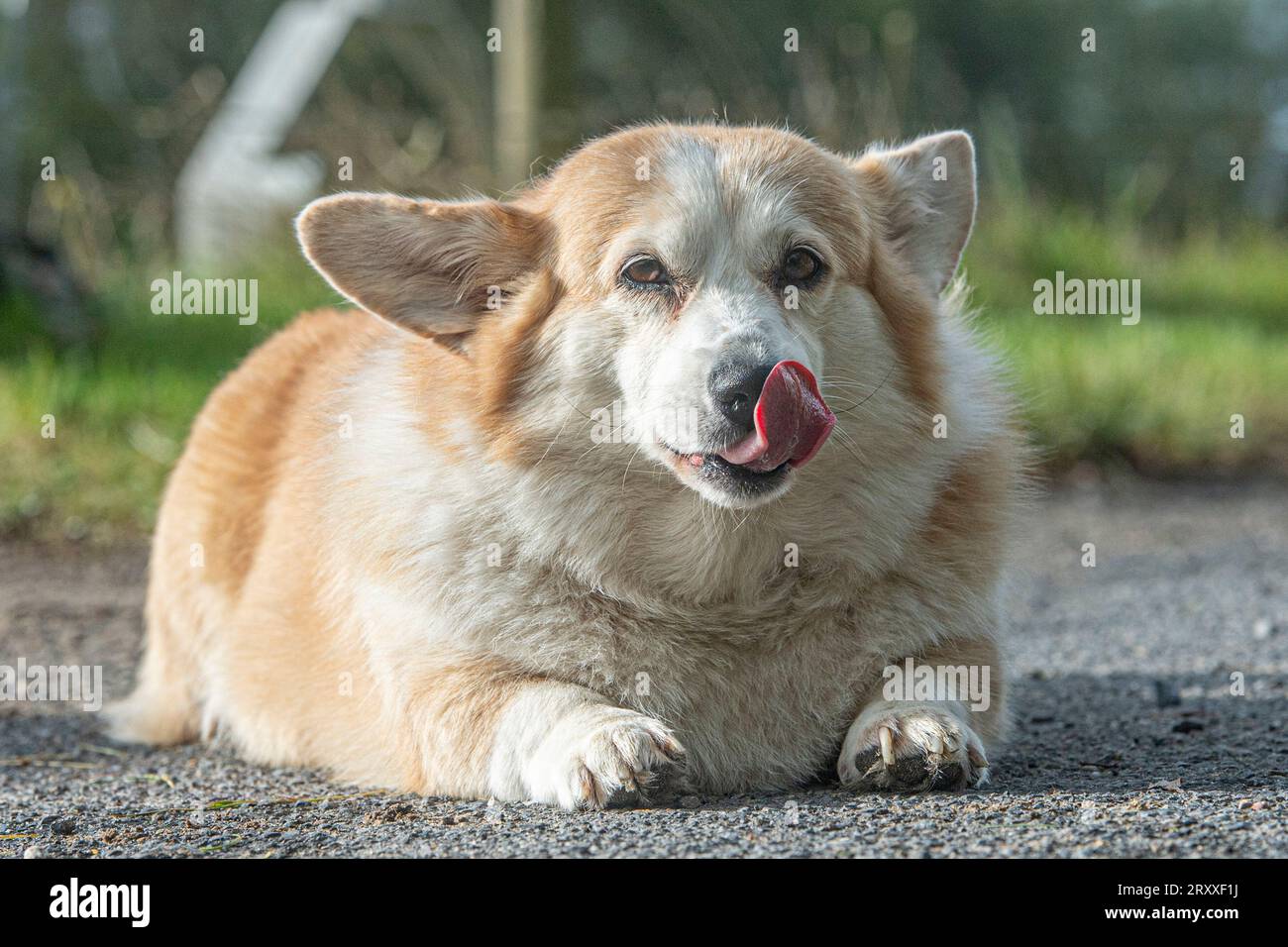 Chien Pembroke Corgi léchant les lèvres Banque D'Images