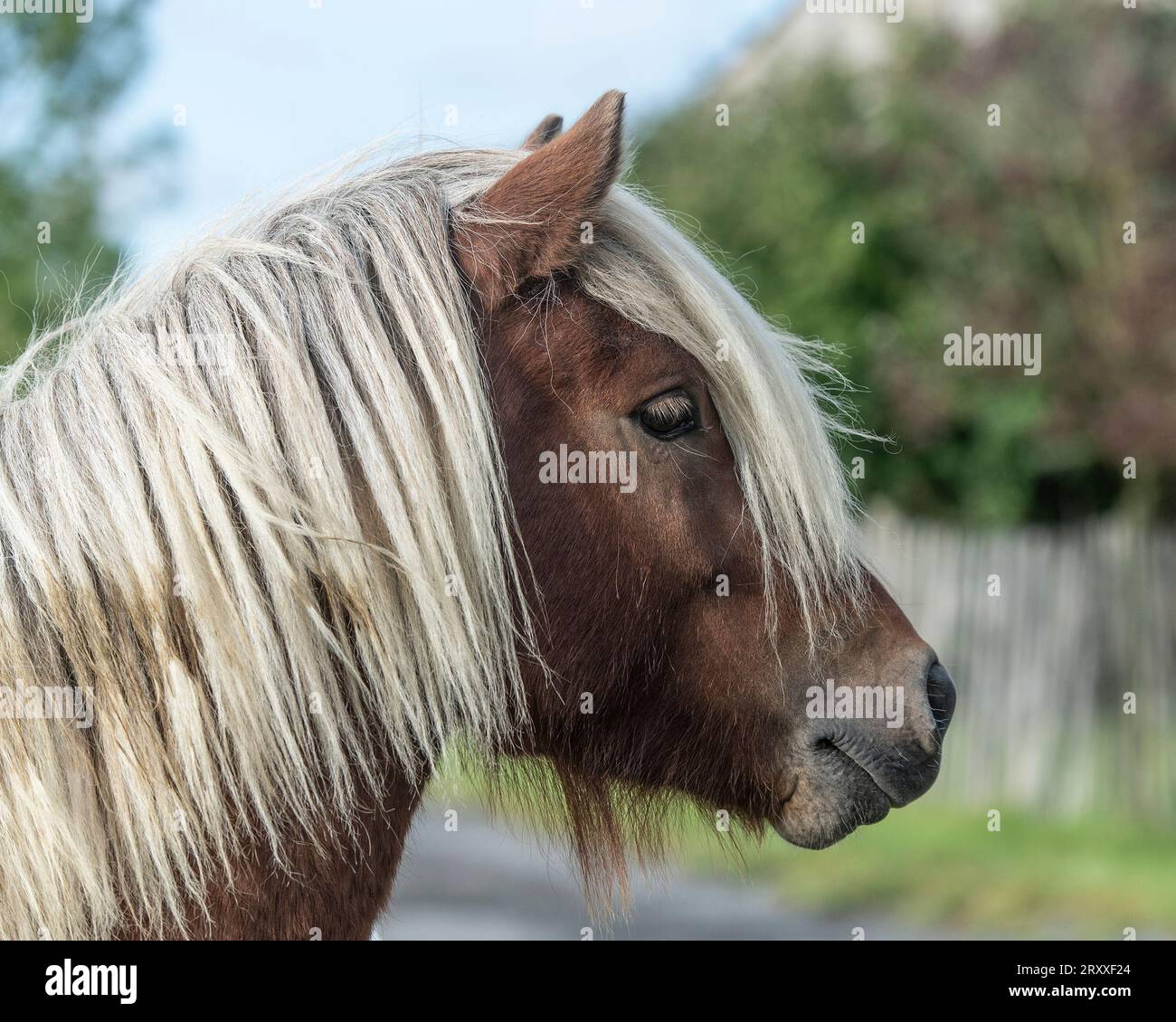 Icelandic Horse stallion Banque D'Images