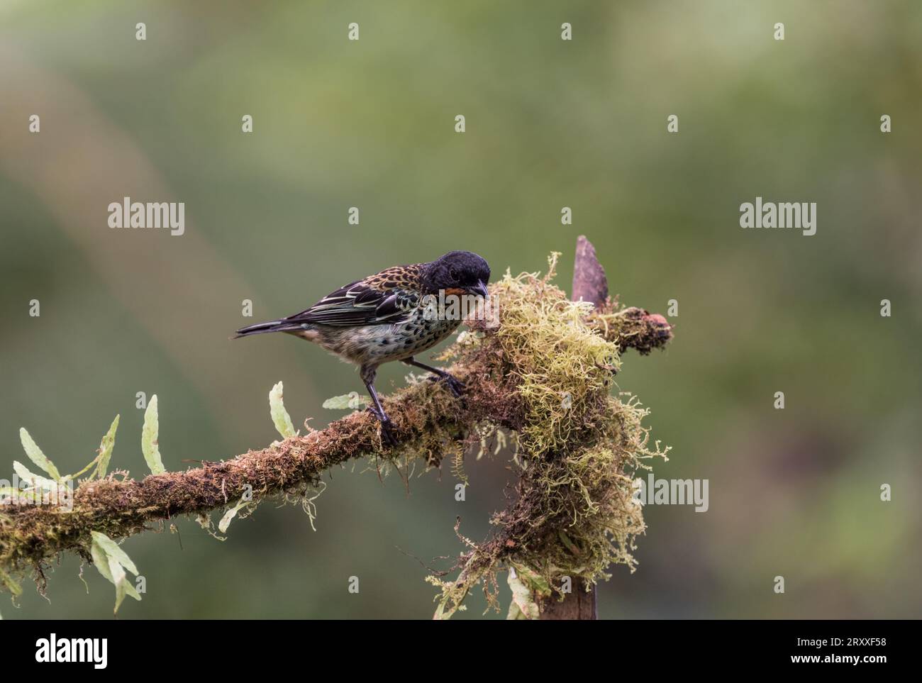 Tanager à gorge rufeuse (Tangara rufigurla) perché sur une branche en Équateur Banque D'Images