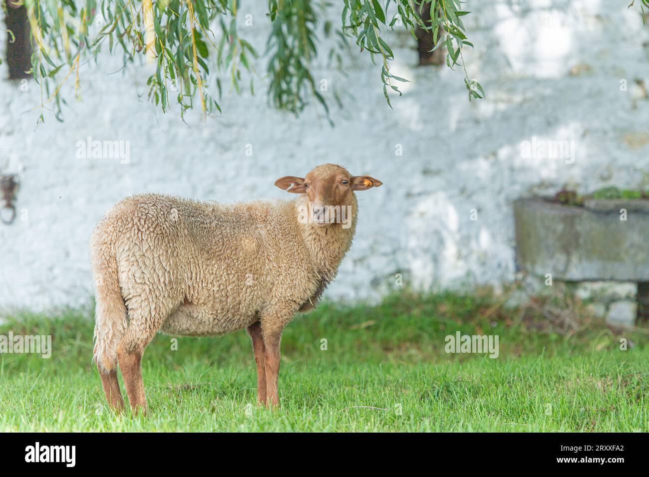 Mouton voskop ardennais, Mouton Roux Ardennais Banque D'Images