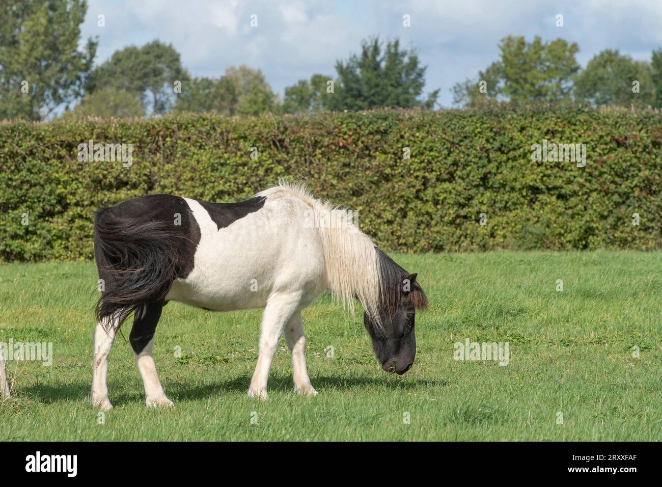 Le pâturage de chevaux Islandais Banque D'Images