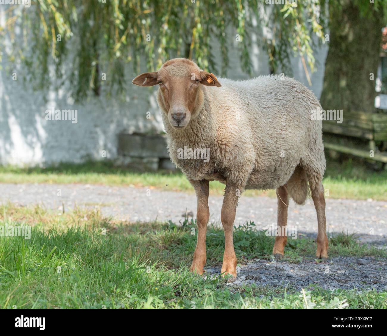 Mouton voskop ardennais, Mouton Roux Ardennais Banque D'Images