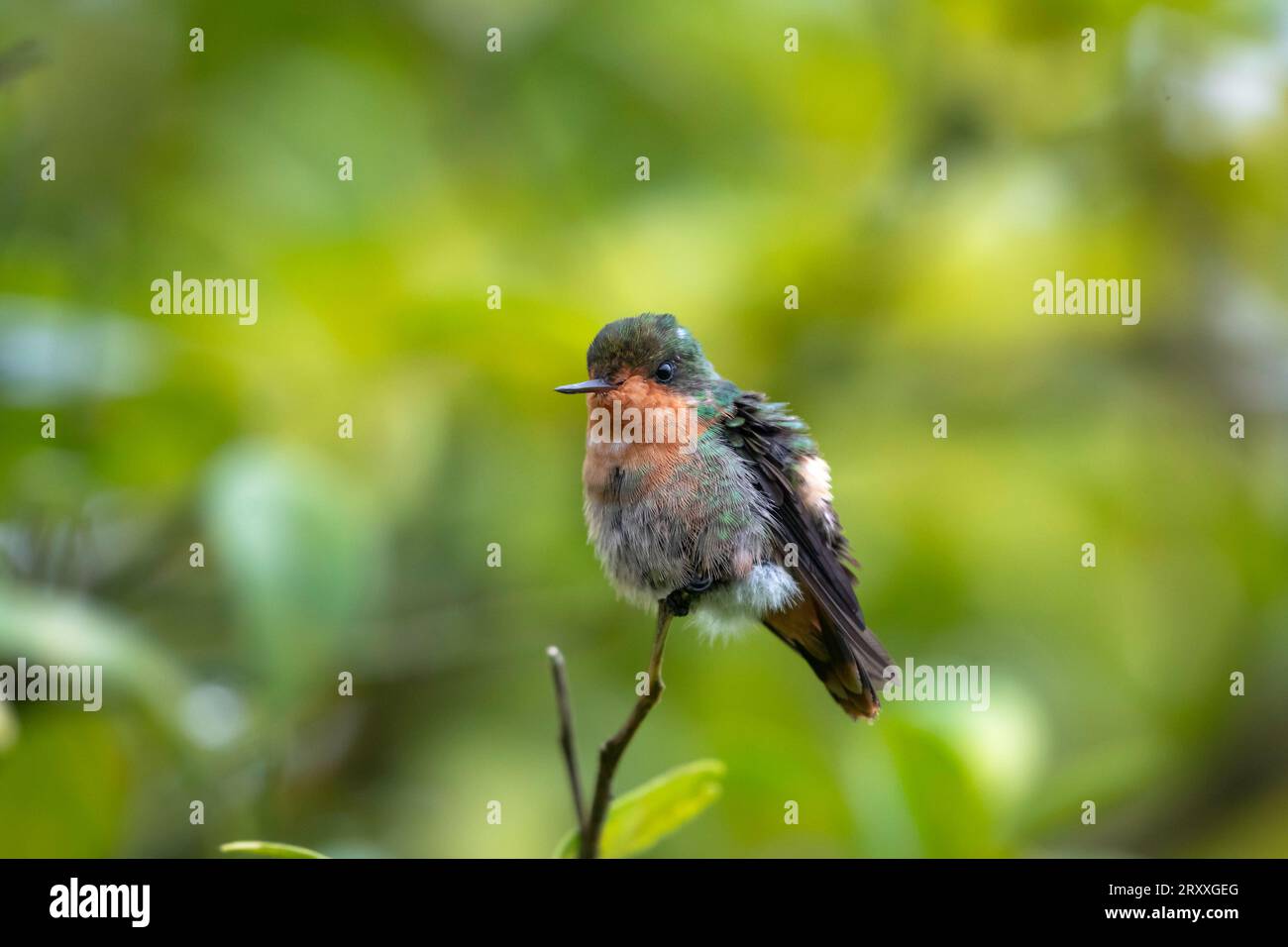 Un colibri moelleux touffeté à la coquette, Lophornis ornatus, perché dans un citronnier Banque D'Images