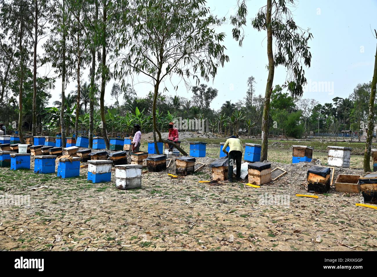 Apiculteur recueille le miel frais des ruches dans la nature à Sundarban Island Forest dans le Bengale occidental, en Inde Banque D'Images