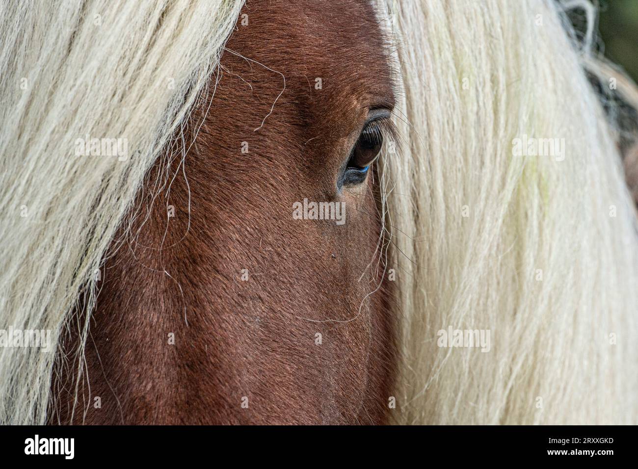 Icelandic Horse stallion Banque D'Images