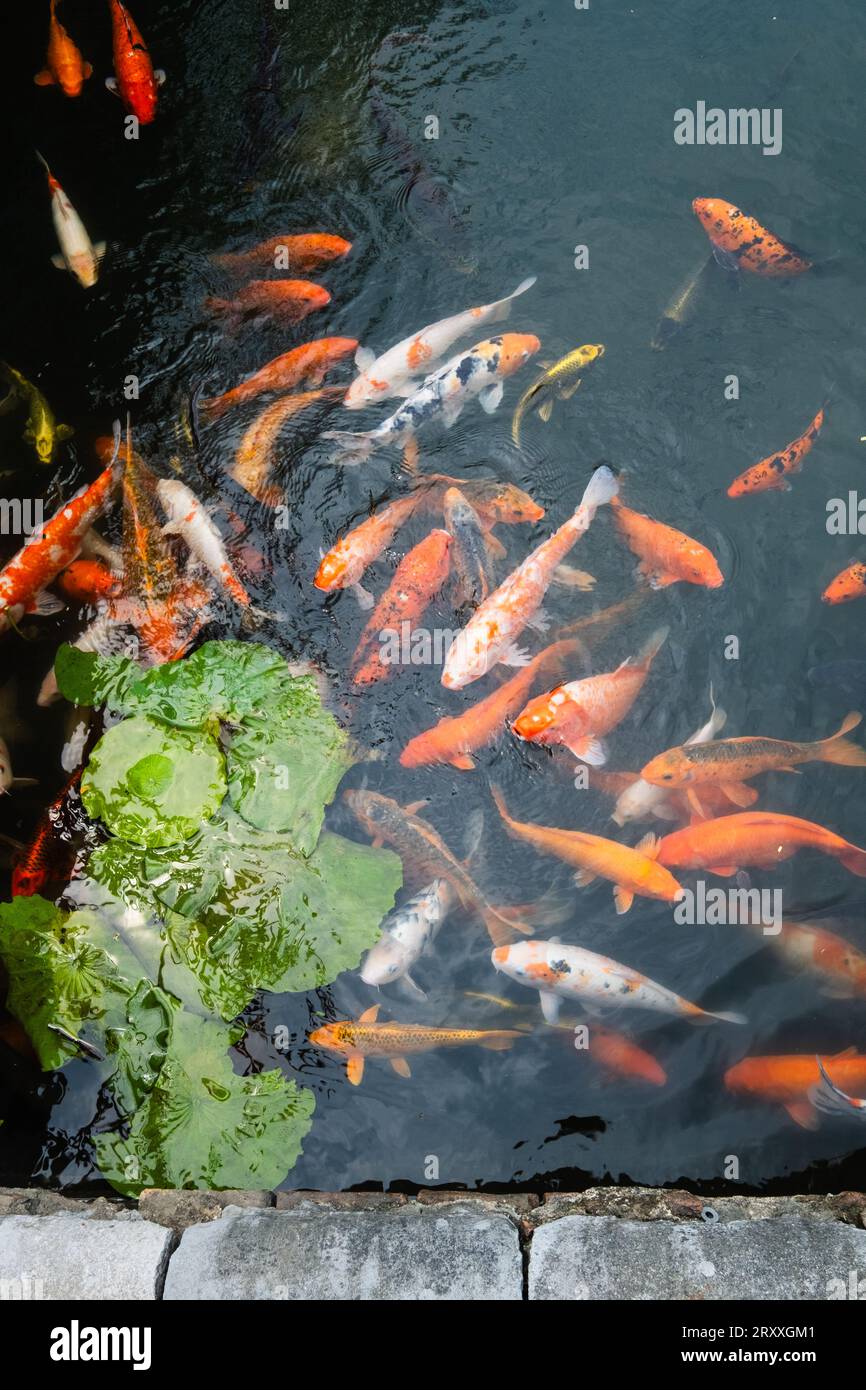 Poisson koi dans un étang derrière la porte Méridionale, ville impériale de Huế, Vietnam Banque D'Images