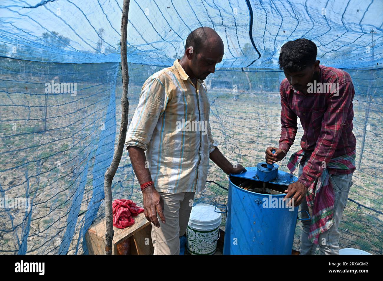 Apiculteur recueille le miel frais des ruches dans la nature à Sundarban Island Forest dans le Bengale occidental, en Inde Banque D'Images