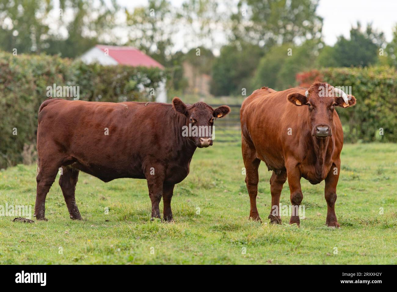 Une vache Sussex et une vache belge rouge dans un champ Banque D'Images