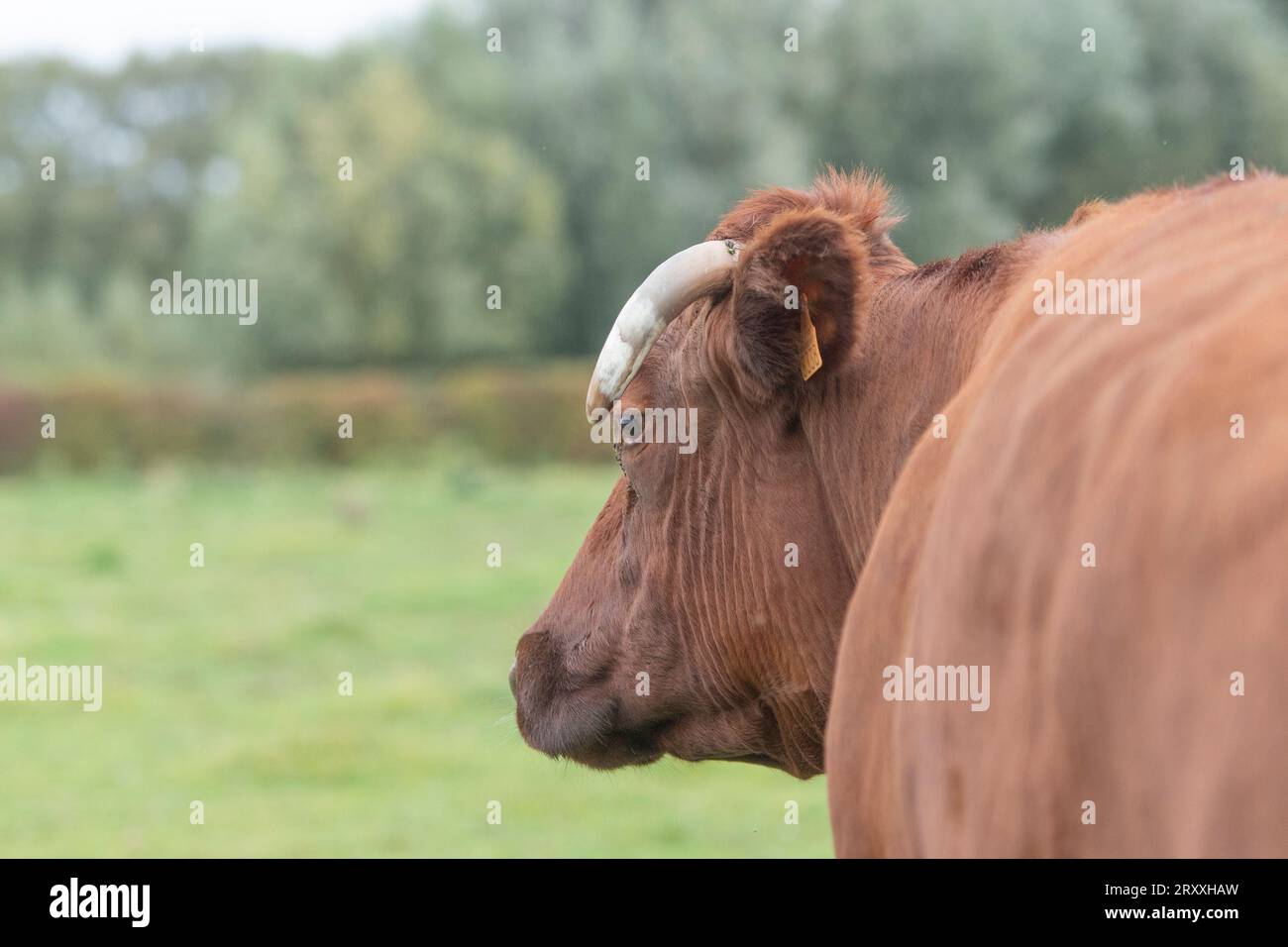 Vache rouge belge Banque D'Images