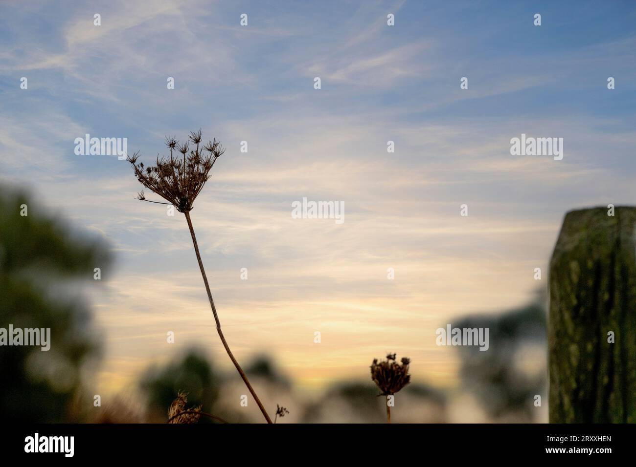 Tête de graine sauvage Umbellifer avec coucher de soleil derrière Banque D'Images