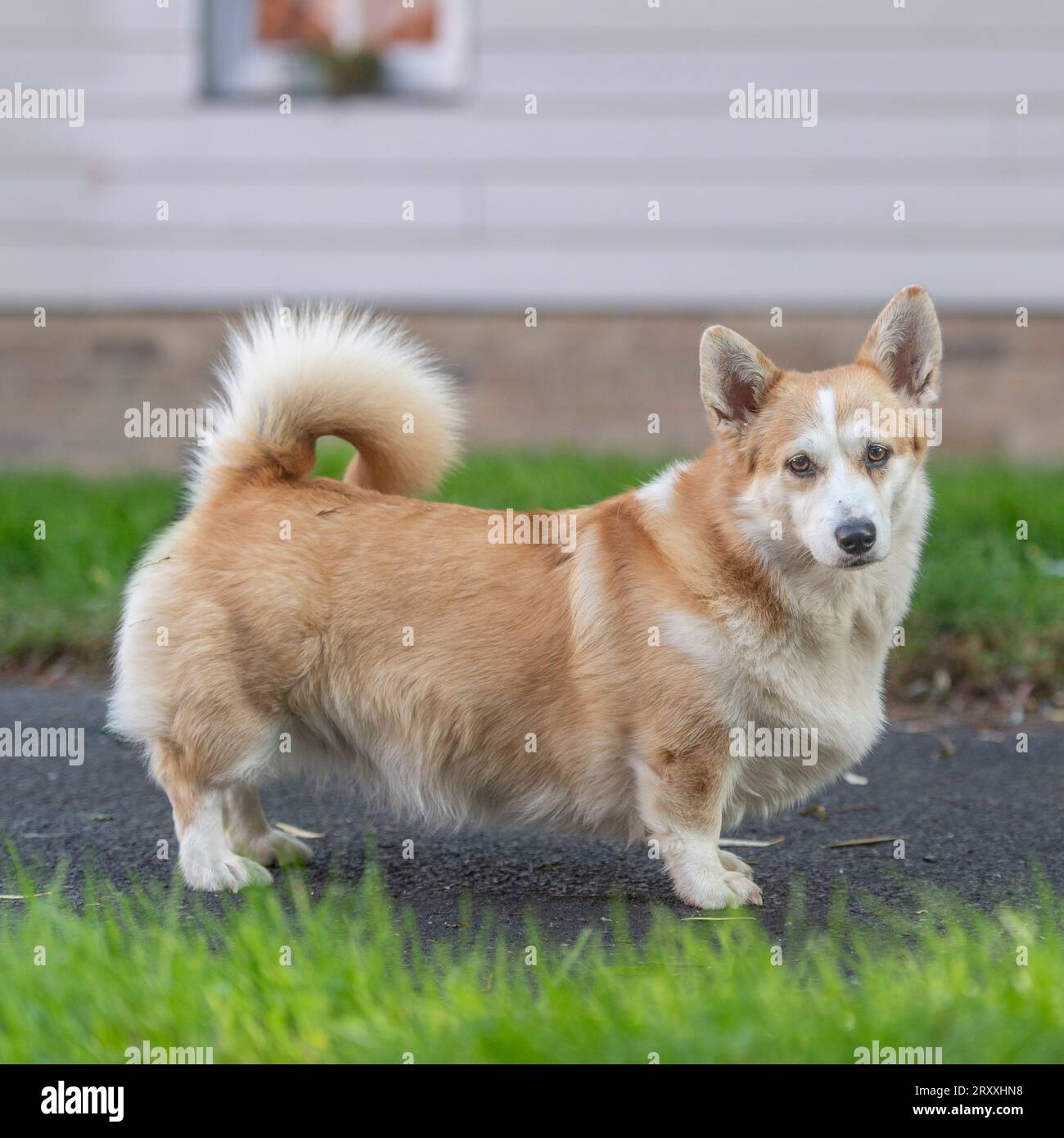 Pembroke Corgi debout Banque D'Images