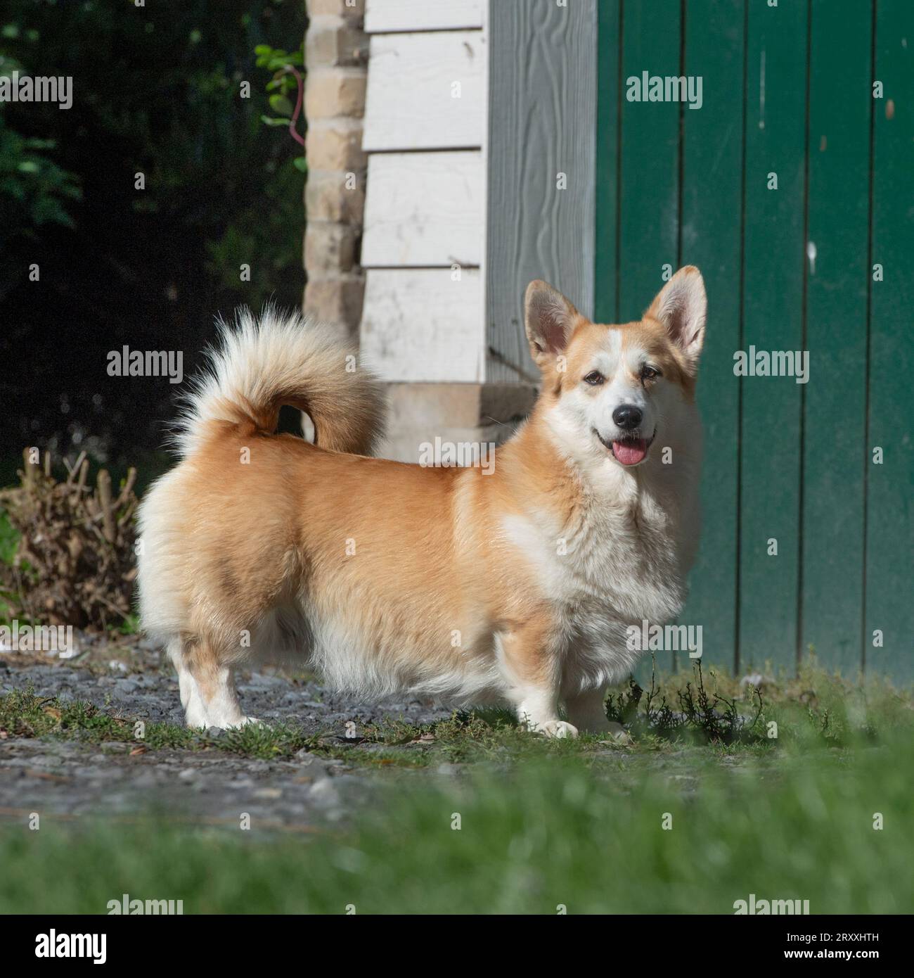 Pembroke Corgi Banque D'Images